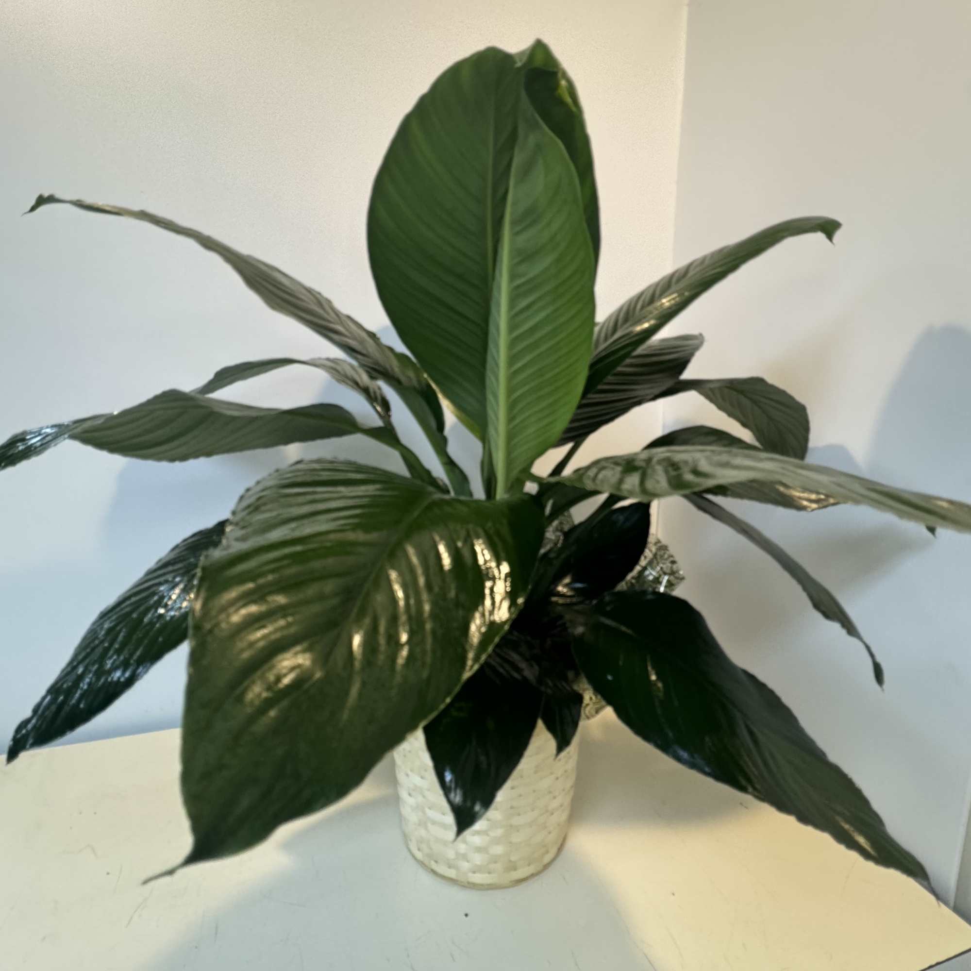 Potted green plant with broad glossy leaves in a woven basket