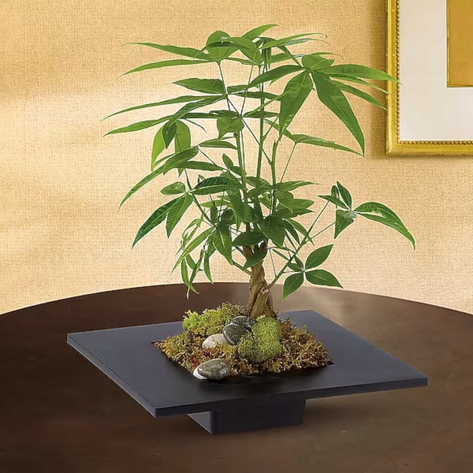 Potted money tree in a low square planter with moss and stones