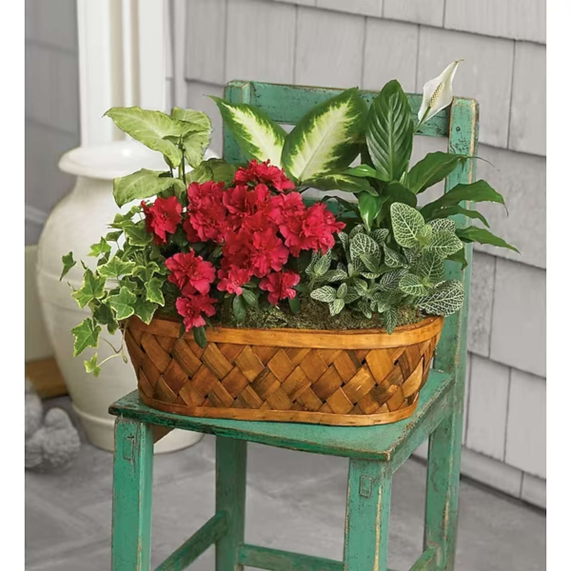 Basket planter with red flowers and assorted green houseplants