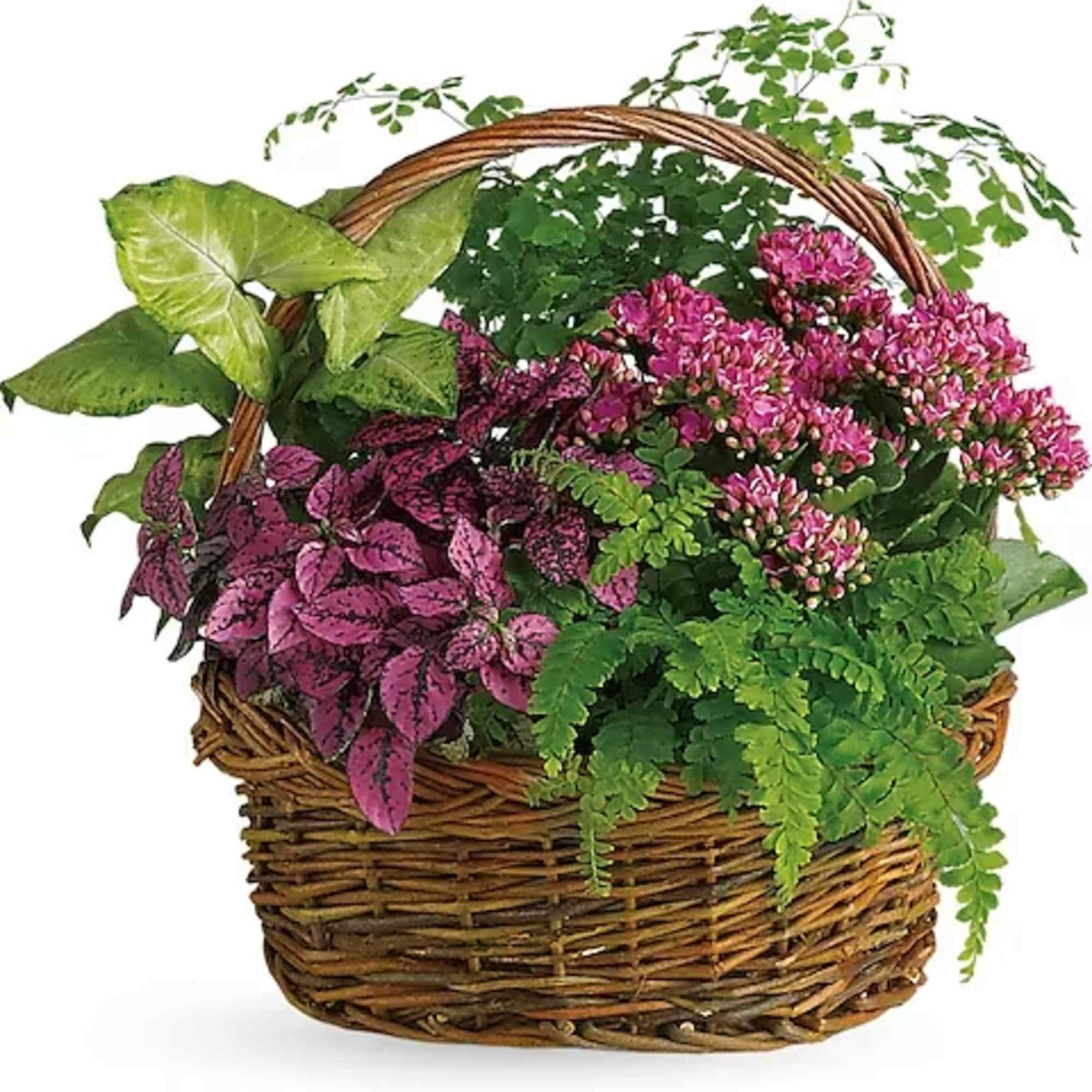 Basket of pink flowering plants and green foliage