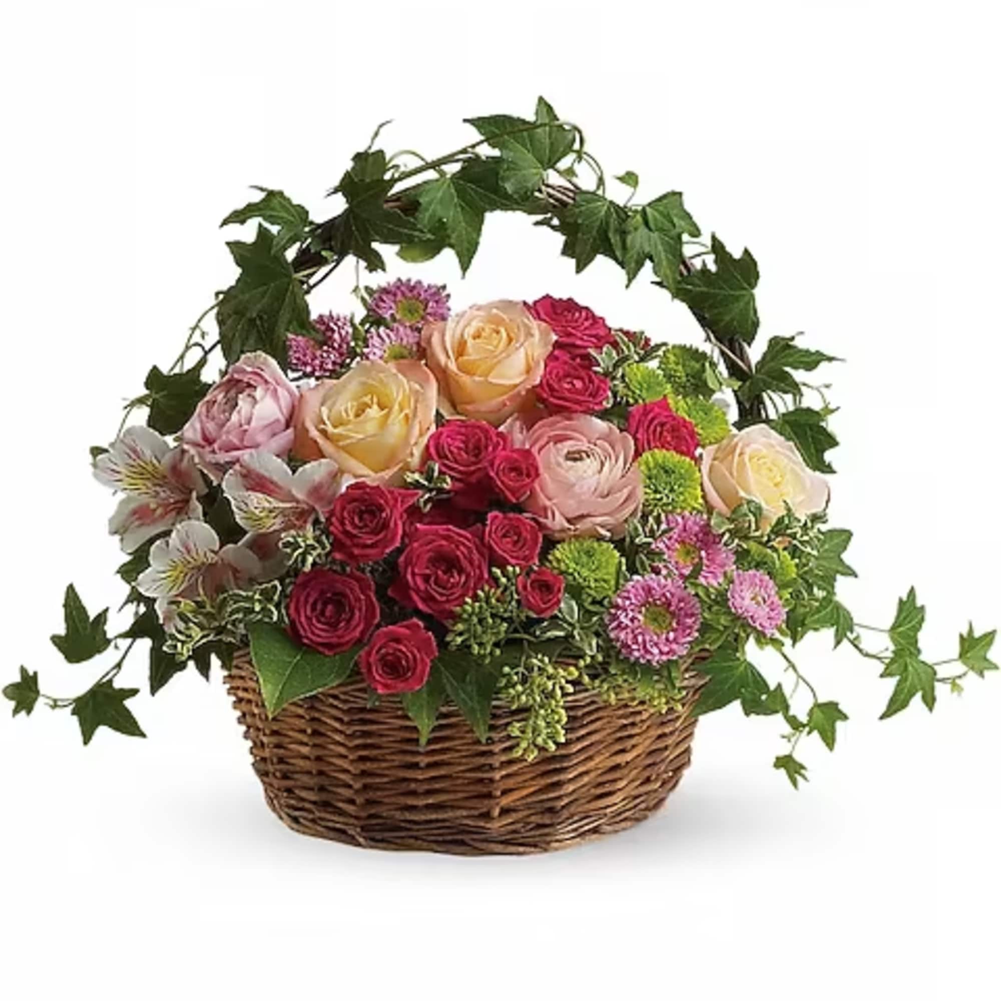 Basket arrangement of pink and cream roses with trailing ivy
