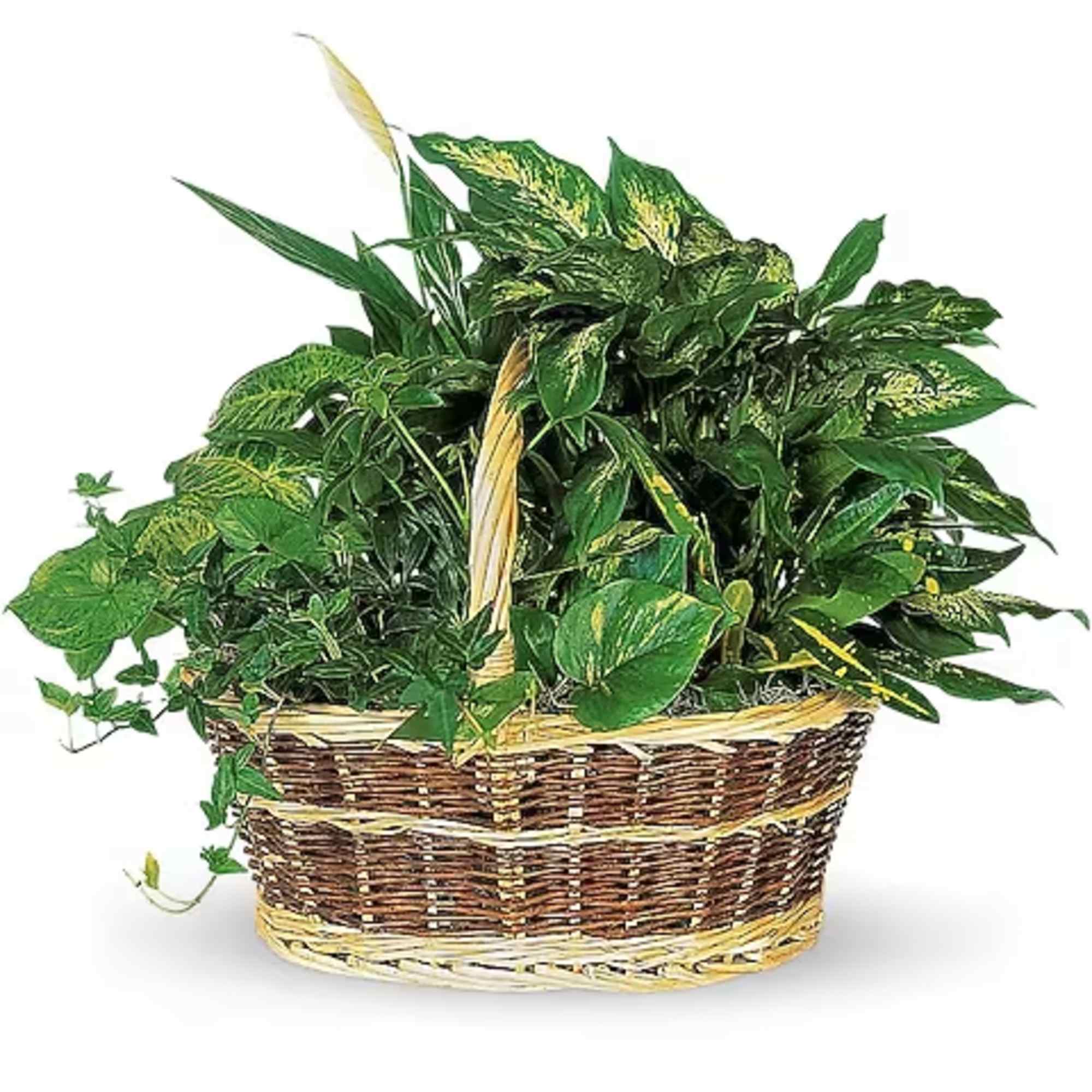 Basket of assorted green houseplants in a woven basket
