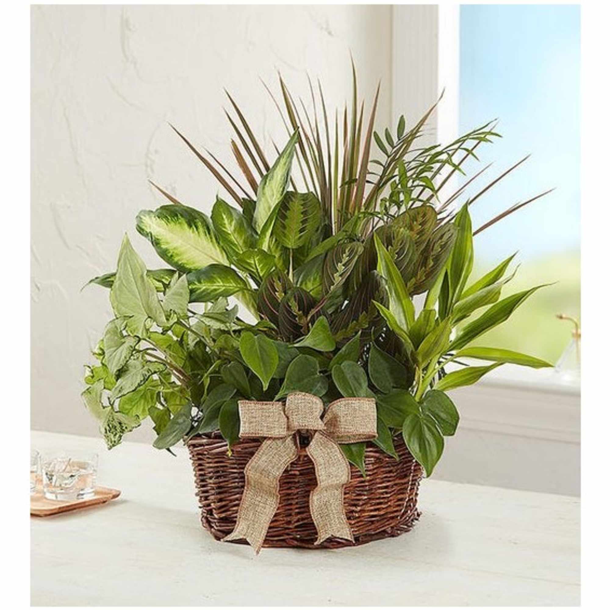 Mixed green houseplants arranged in a wicker basket with a burlap bow