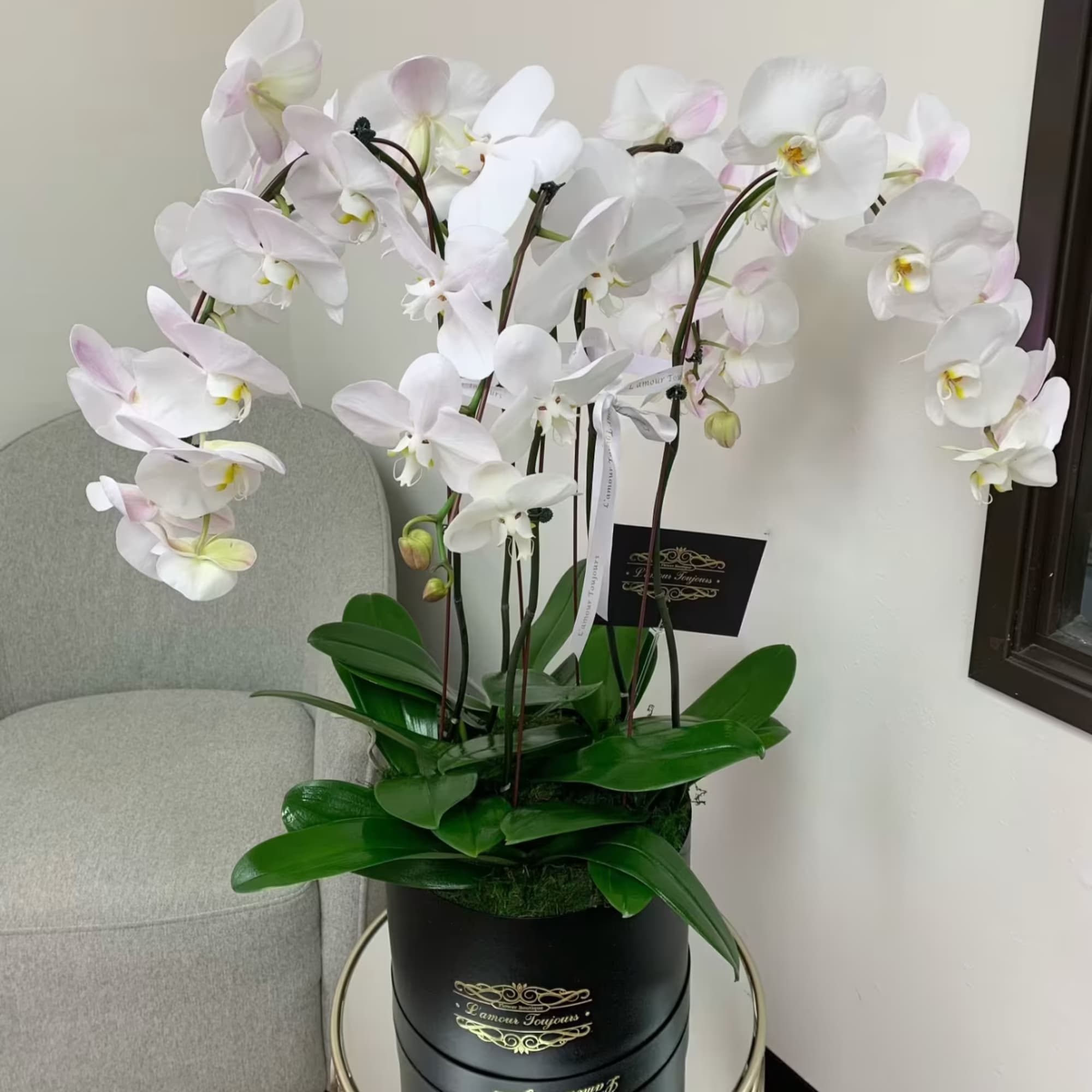 White orchid plant in a black hatbox container