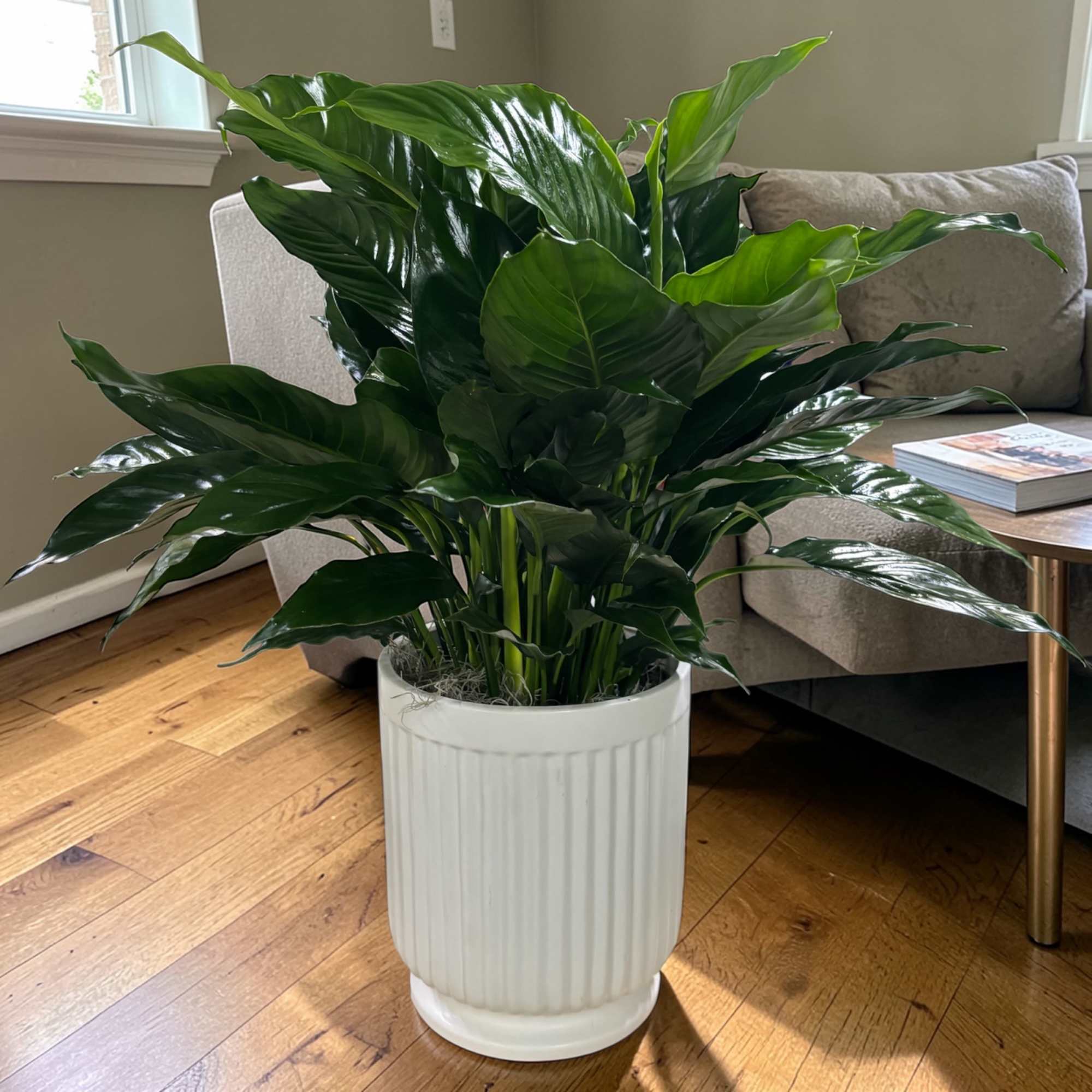 Large leafy houseplant in a white ribbed planter