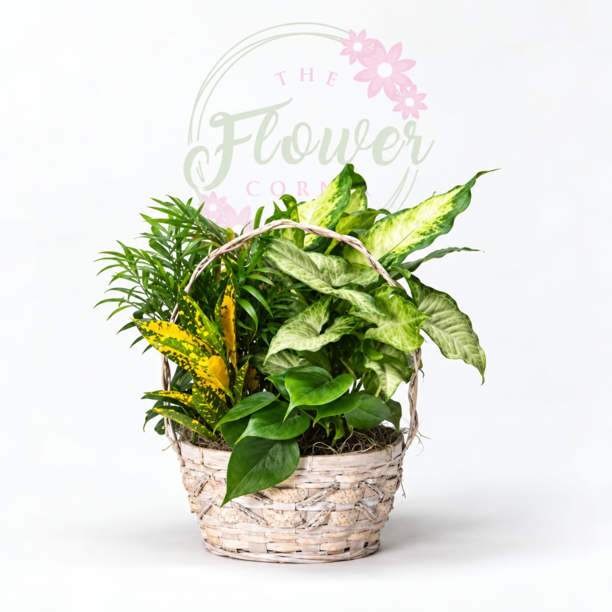 Basket of assorted green houseplants with variegated leaves