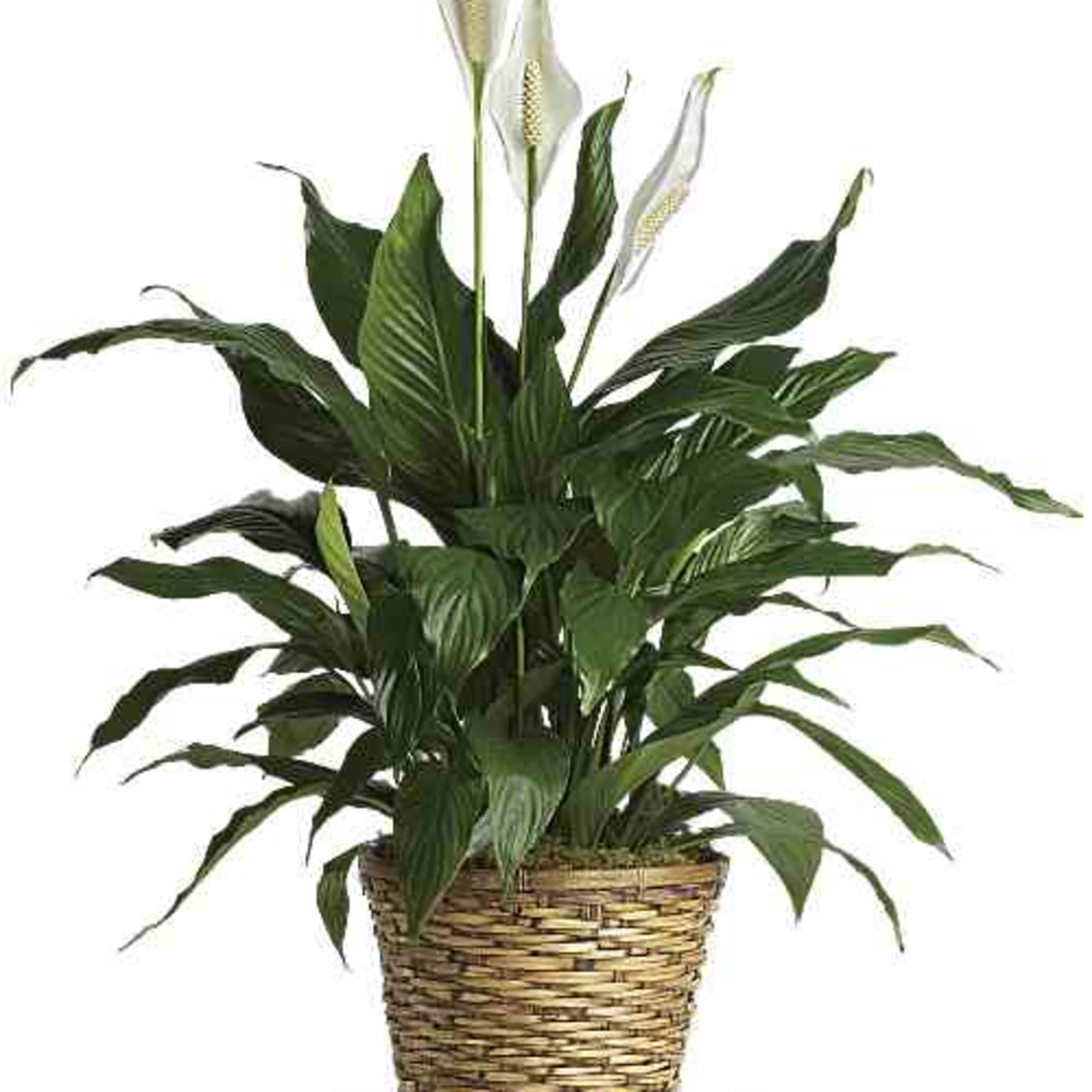 Known for its indoor beauty and ability to clear the air of