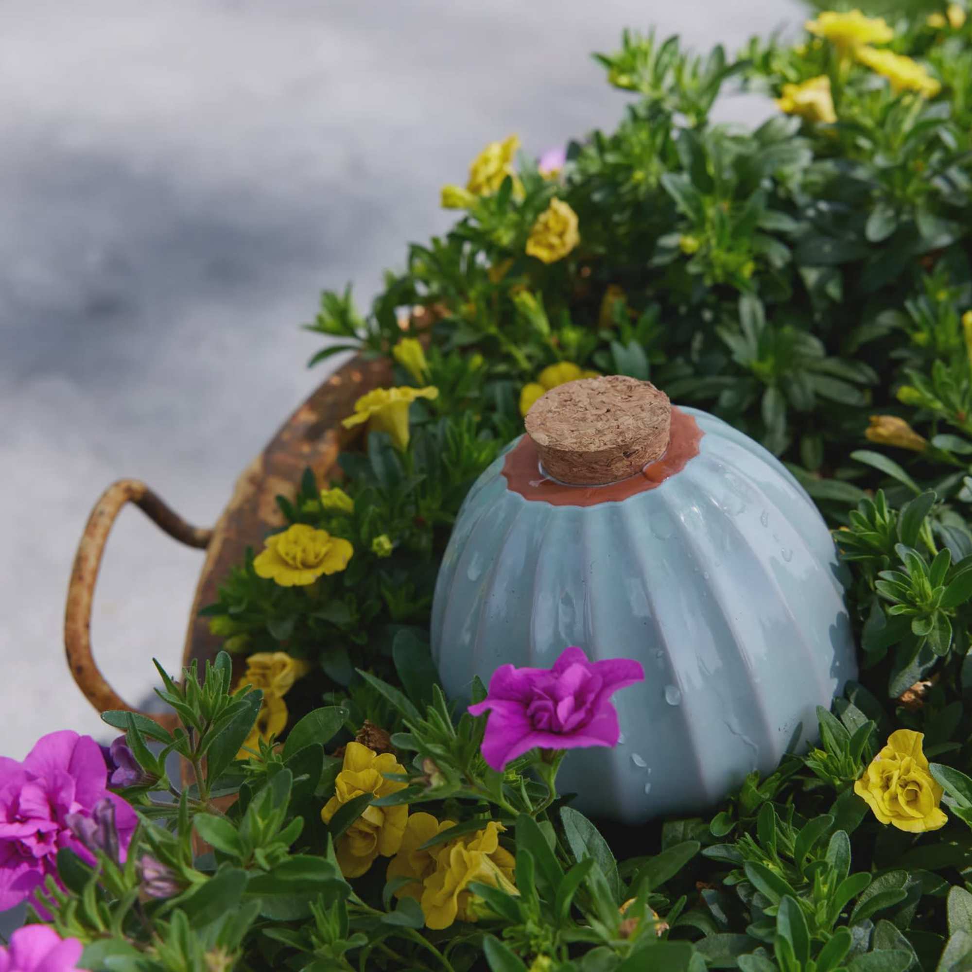 Potted flowering plant with yellow and purple blooms in a ceramic container