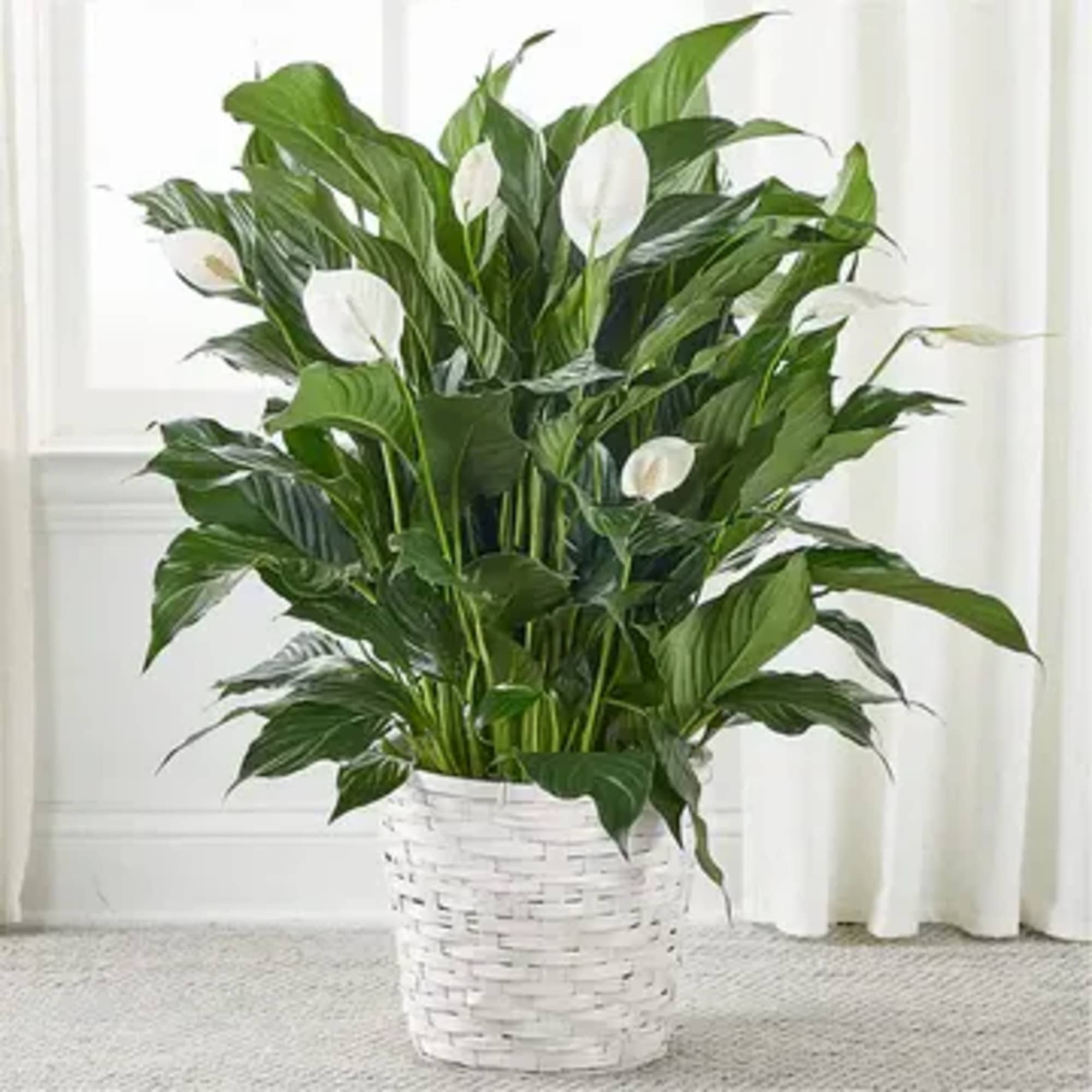 Peace Lillie in a white basket