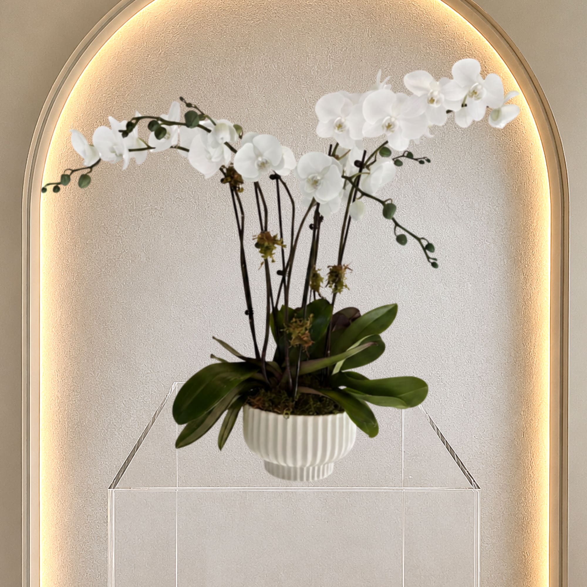 An exquisite display of premium phalaenopsis orchids artfully arranged in a ceramic