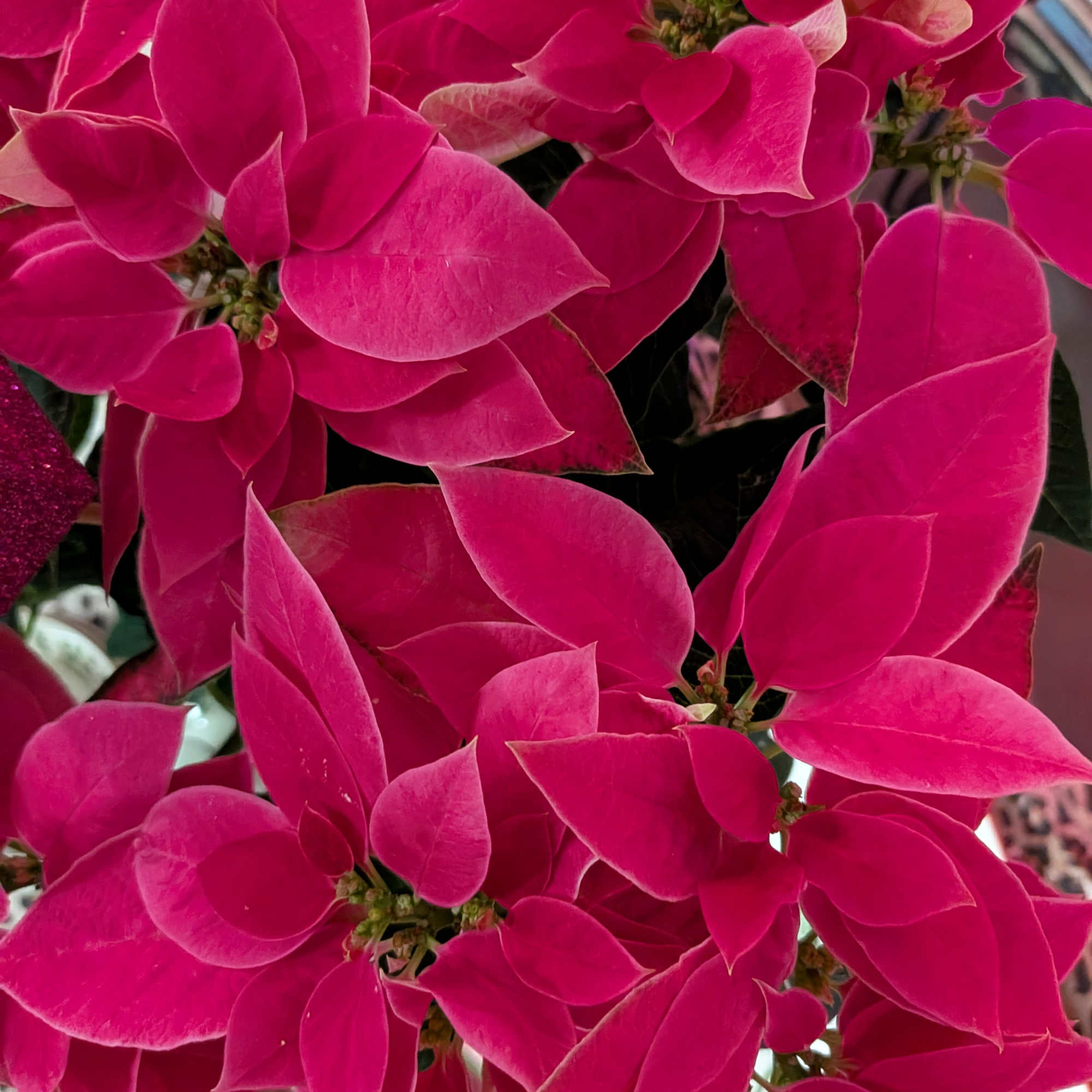 **Product Name:** Holiday Decor Collection

**Description:** Elevate your home this season with our, photo 2 of 3