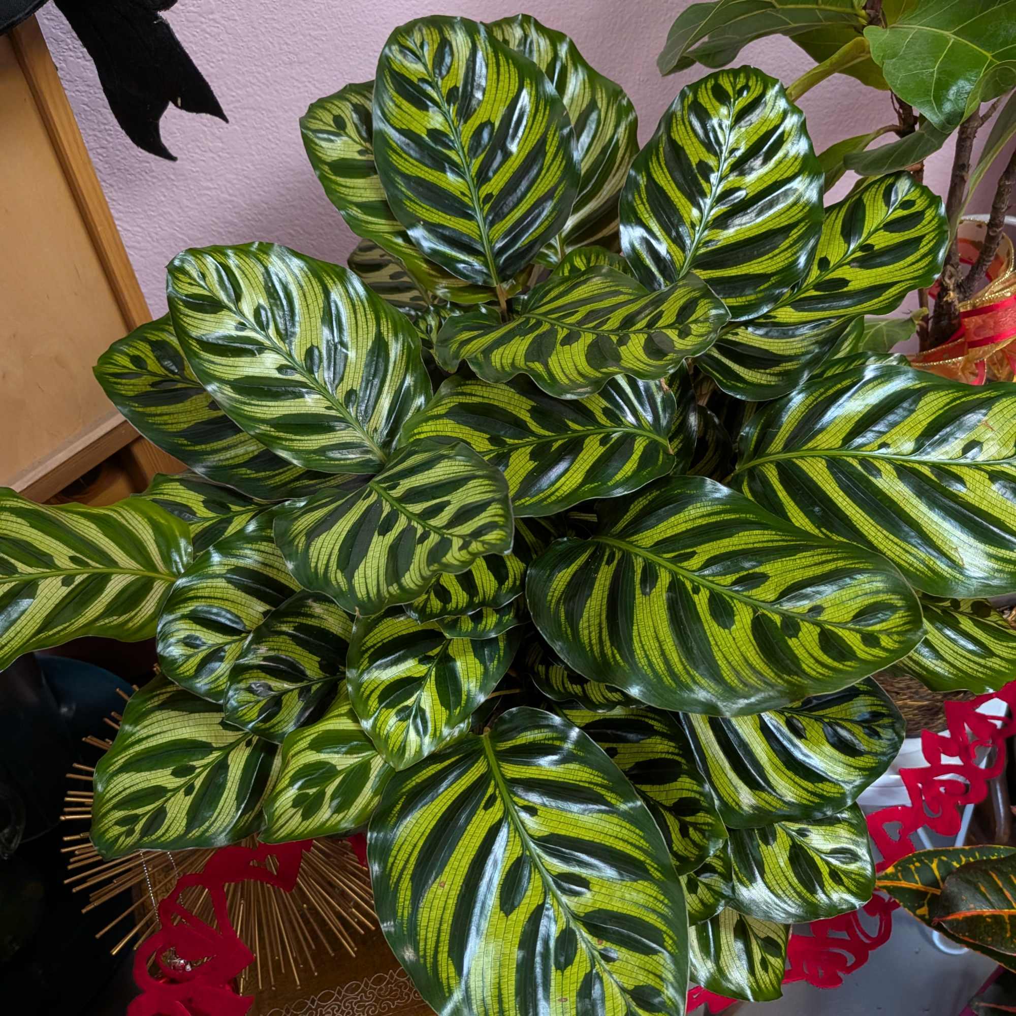 Beautiful full and healthy plants in a variety of containers. 