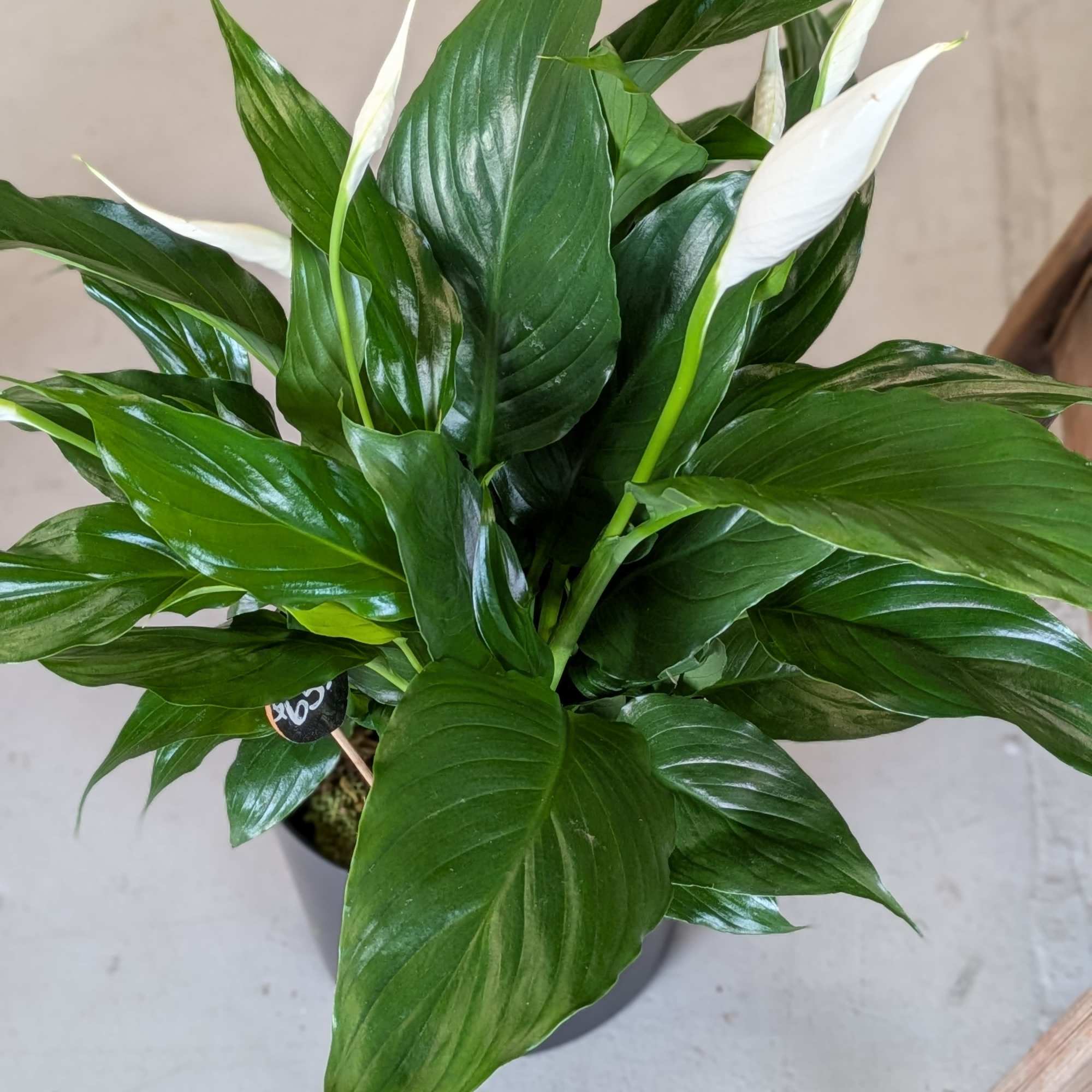 Beautiful full and healthy plants in a variety of containers. , photo 2 of 3