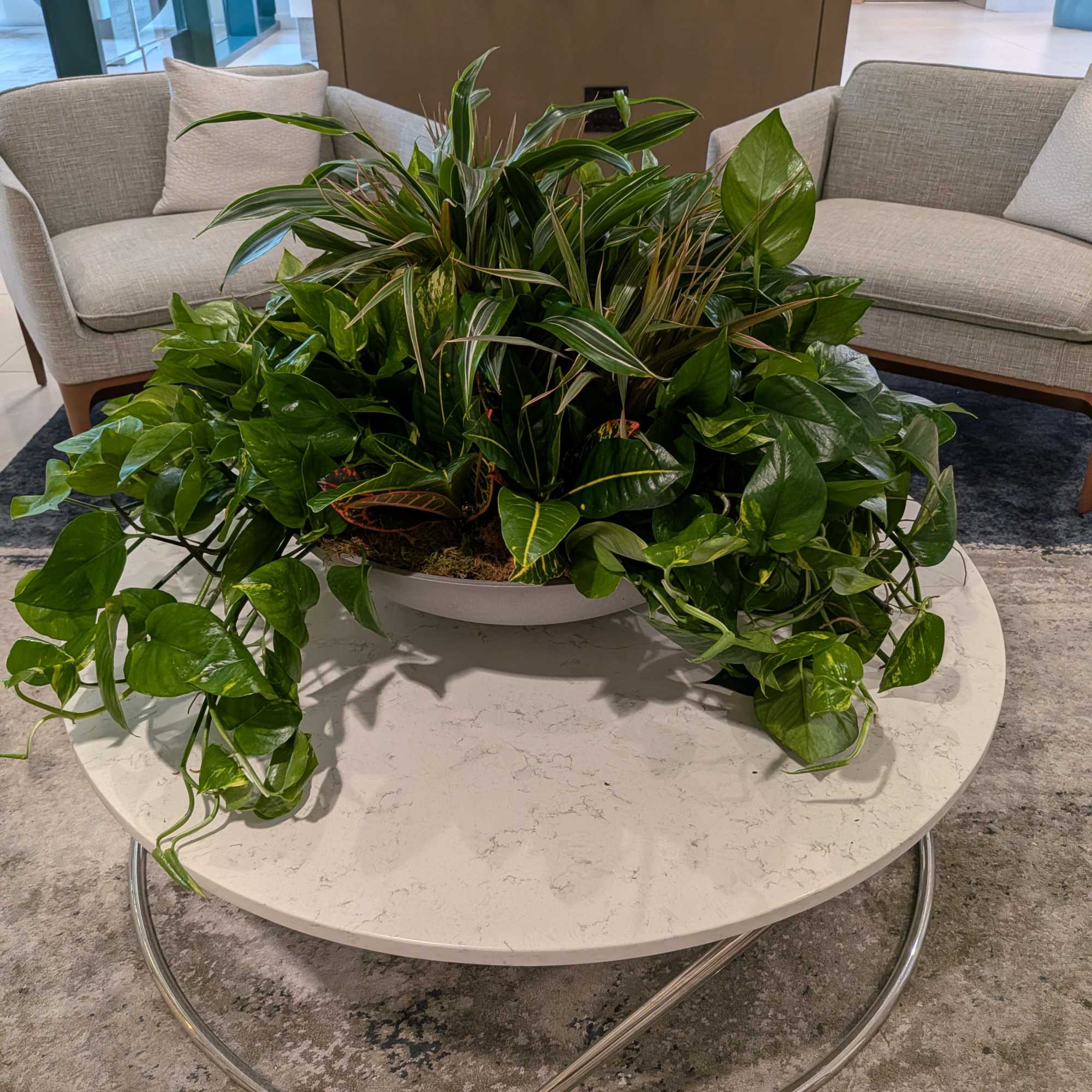 A variety of plants