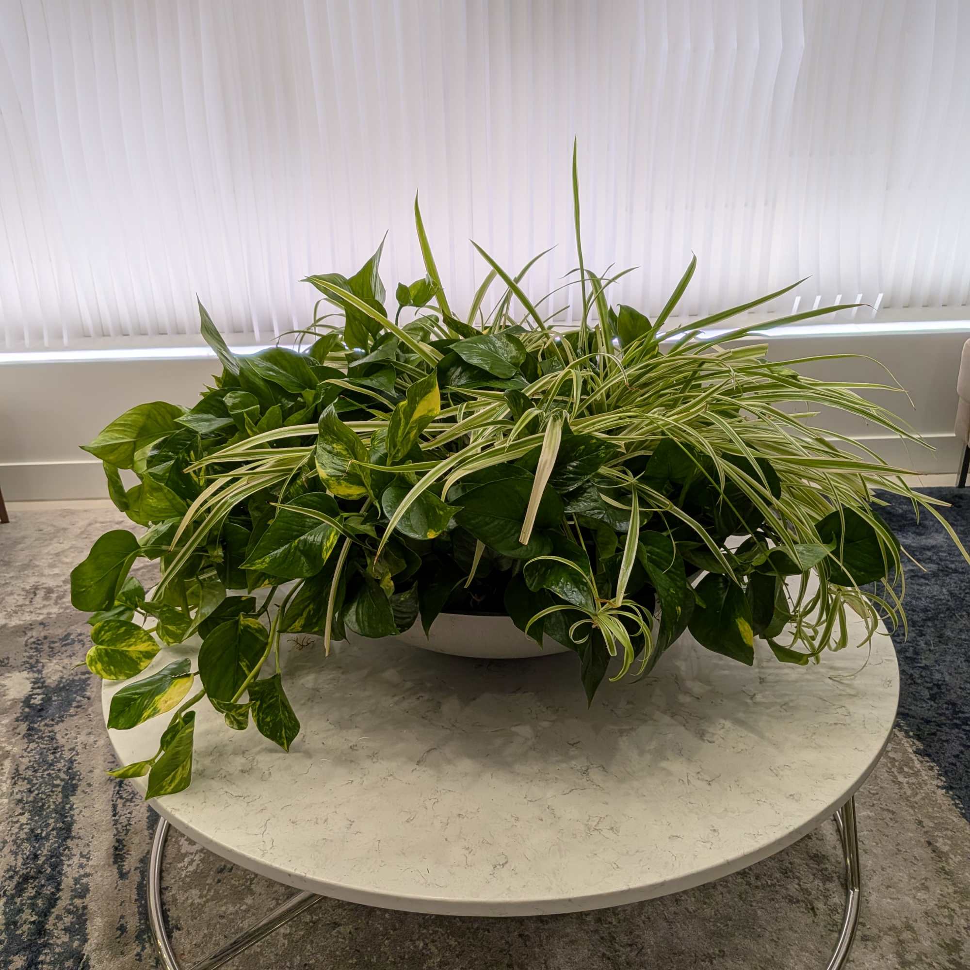 A variety of plants, photo 2 of 2