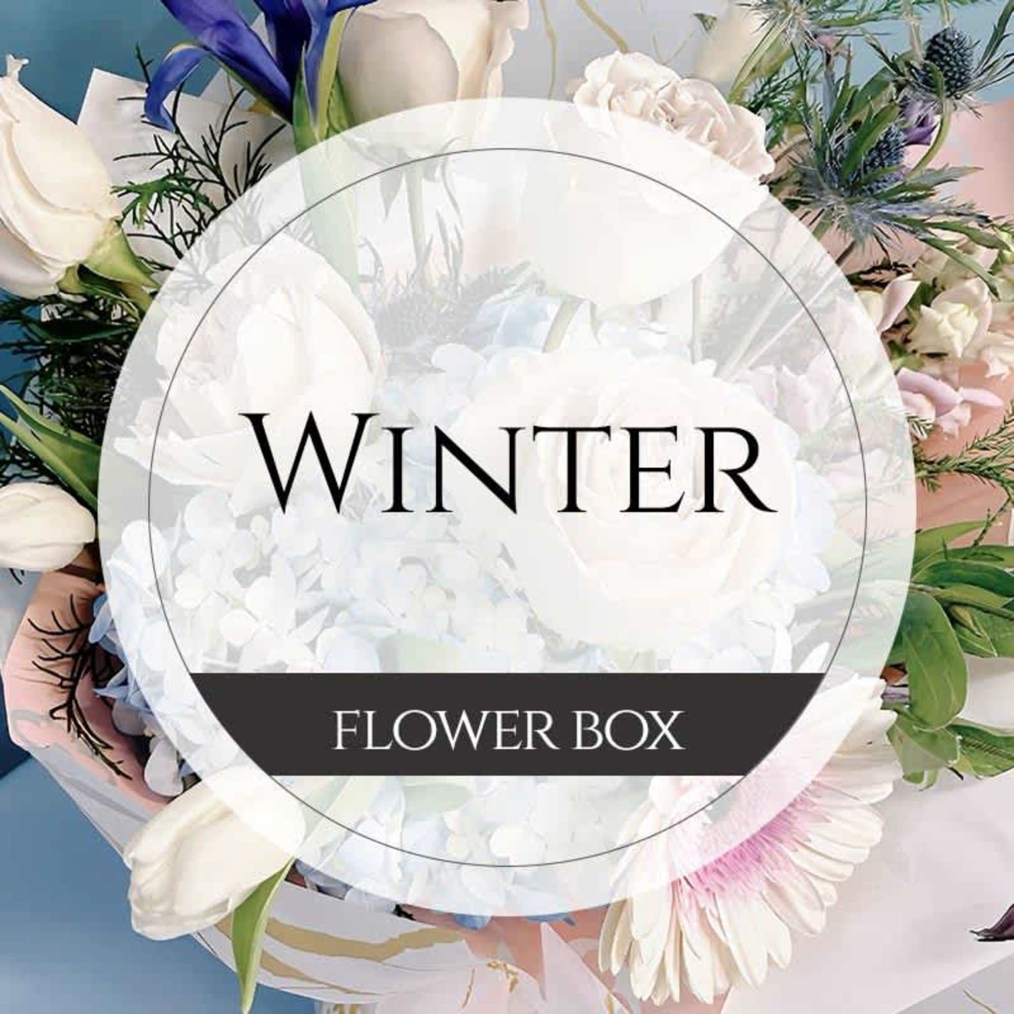 Winter flower box with white and pale pink blooms