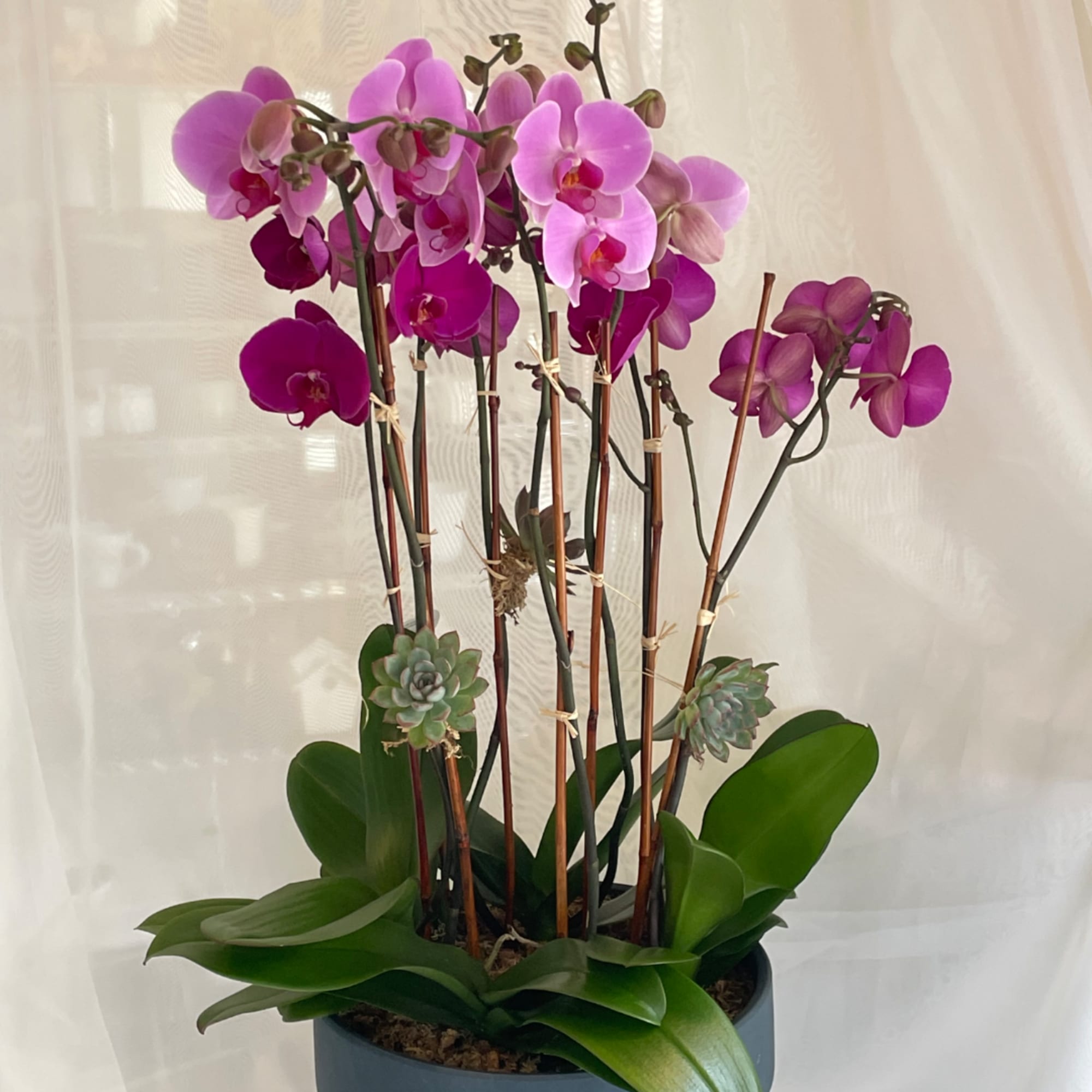 Potted orchid arrangement with pink blooms and broad green leaves