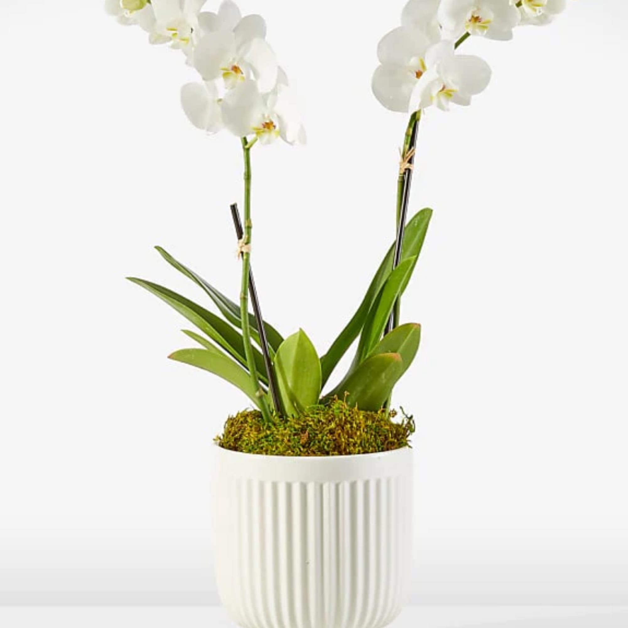White orchid plant in a ribbed white pot
