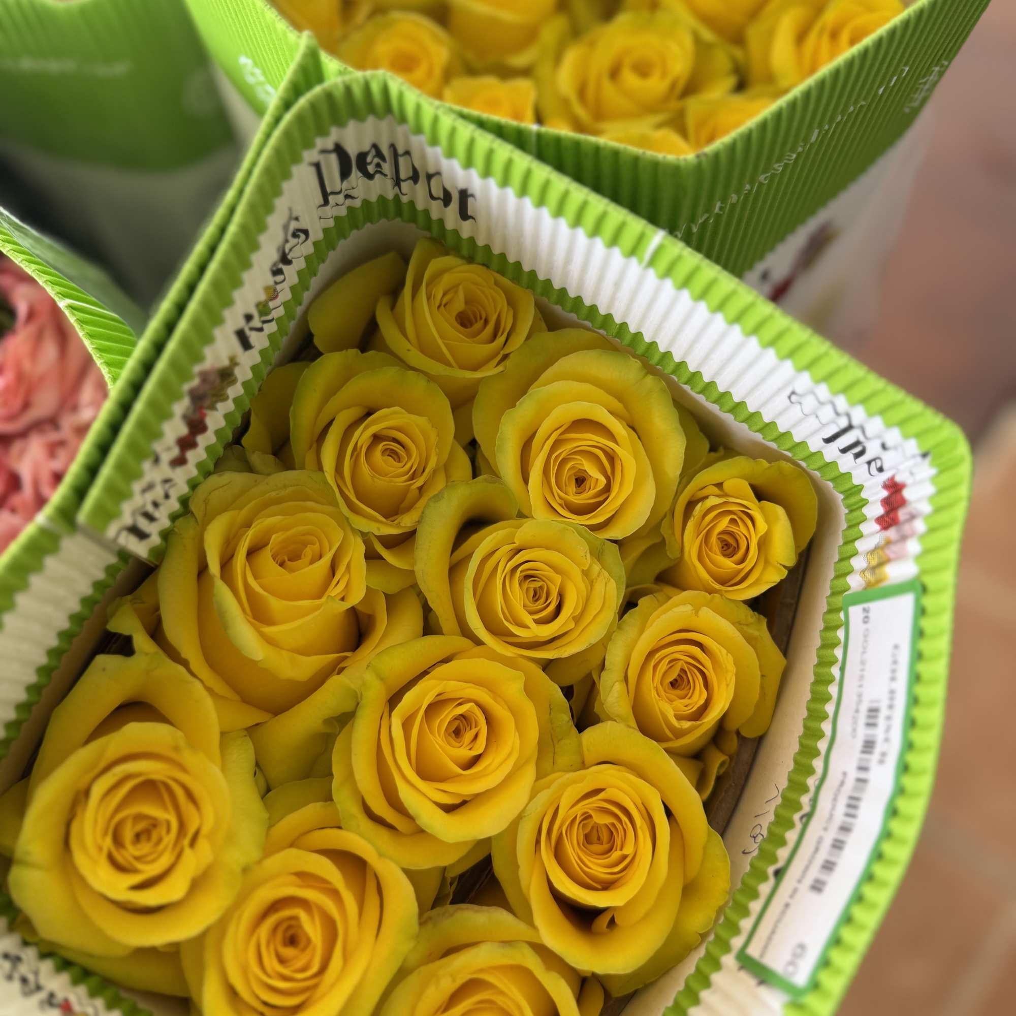 20 Premium Roses, Handpicked and Imported Directly from Ecuador, photo 2 of 2