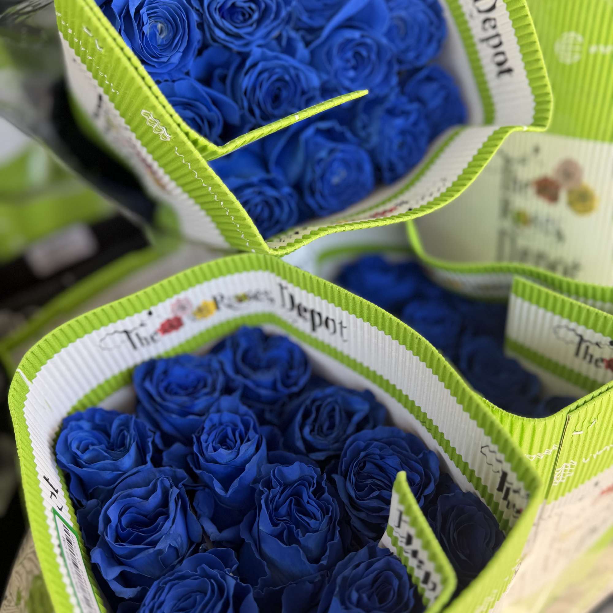 20 Premium Roses, Handpicked and Imported Directly from Ecuador