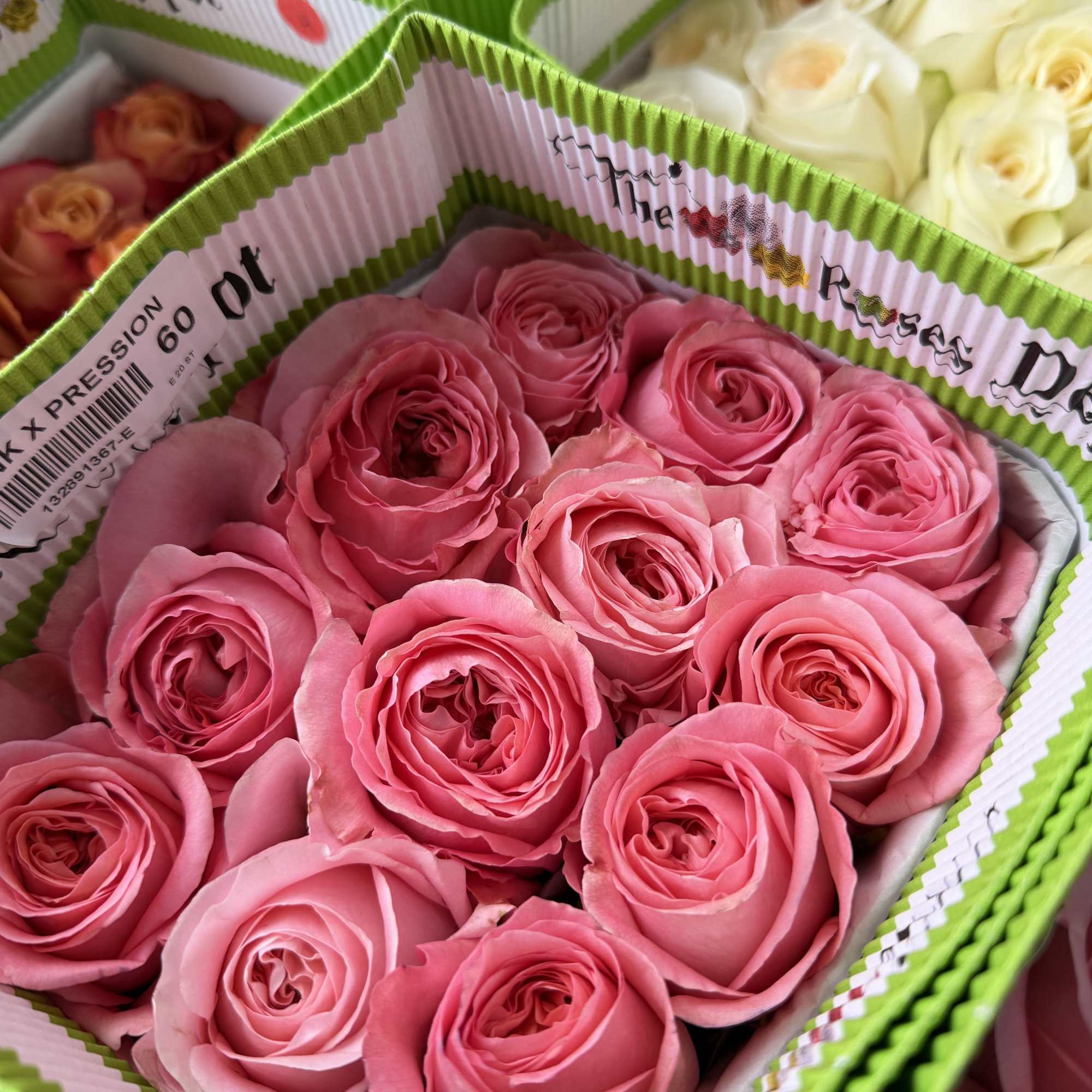 20 Premium Roses, Handpicked and Imported Directly from Ecuador, photo 2 of 2