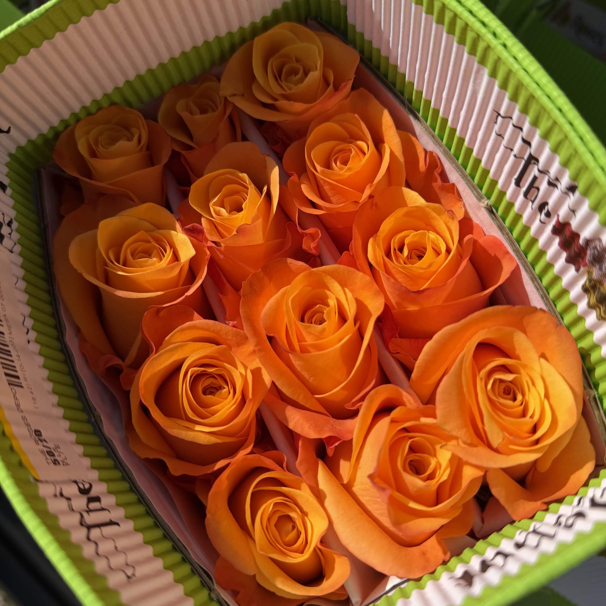 20 Premium Roses, Handpicked and Imported Directly from Ecuador