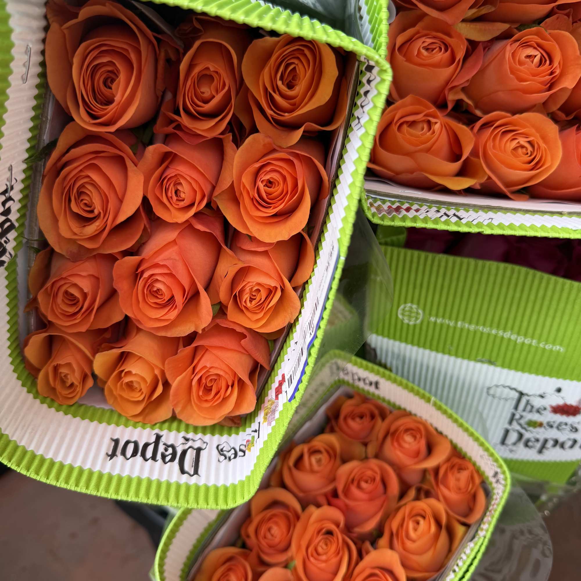 20 Premium Roses, Handpicked and Imported Directly from Ecuador, photo 2 of 2