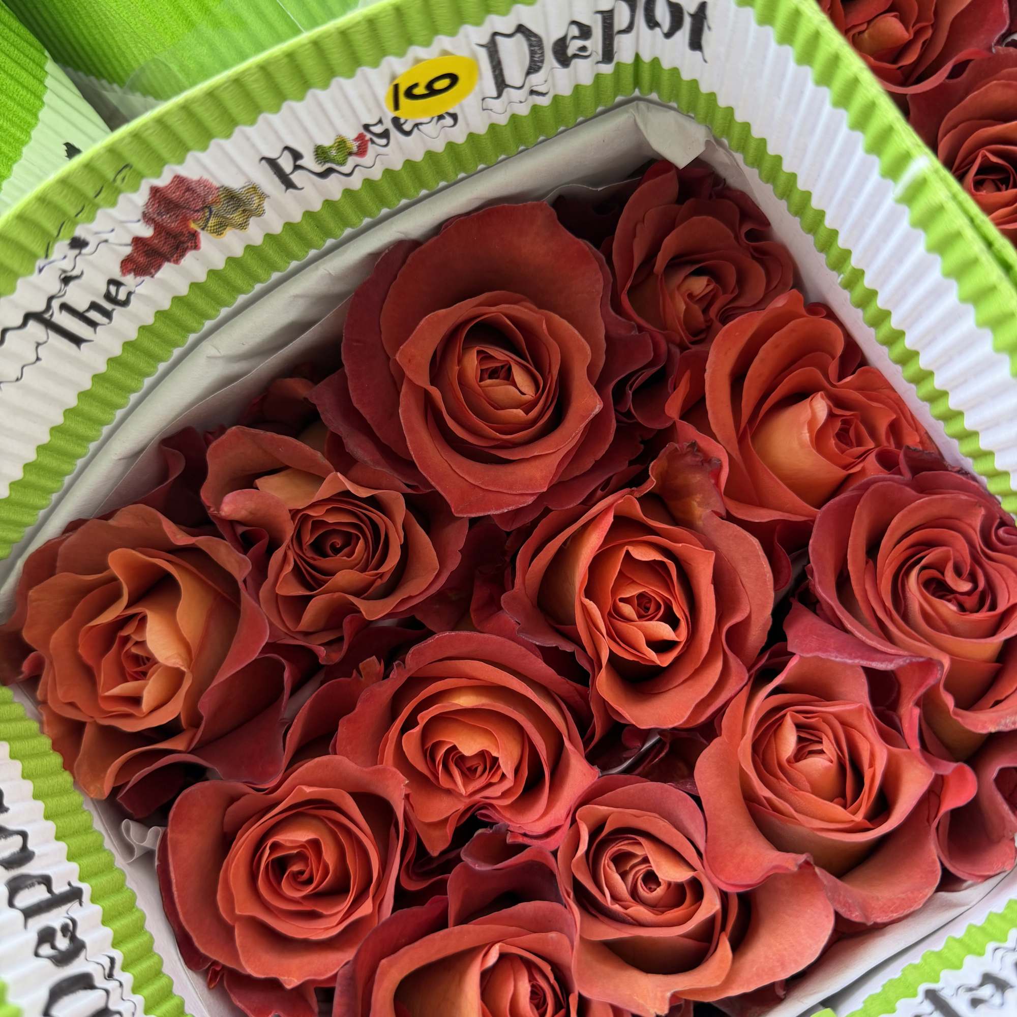 20 Premium Roses, Handpicked and Imported Directly from Ecuador