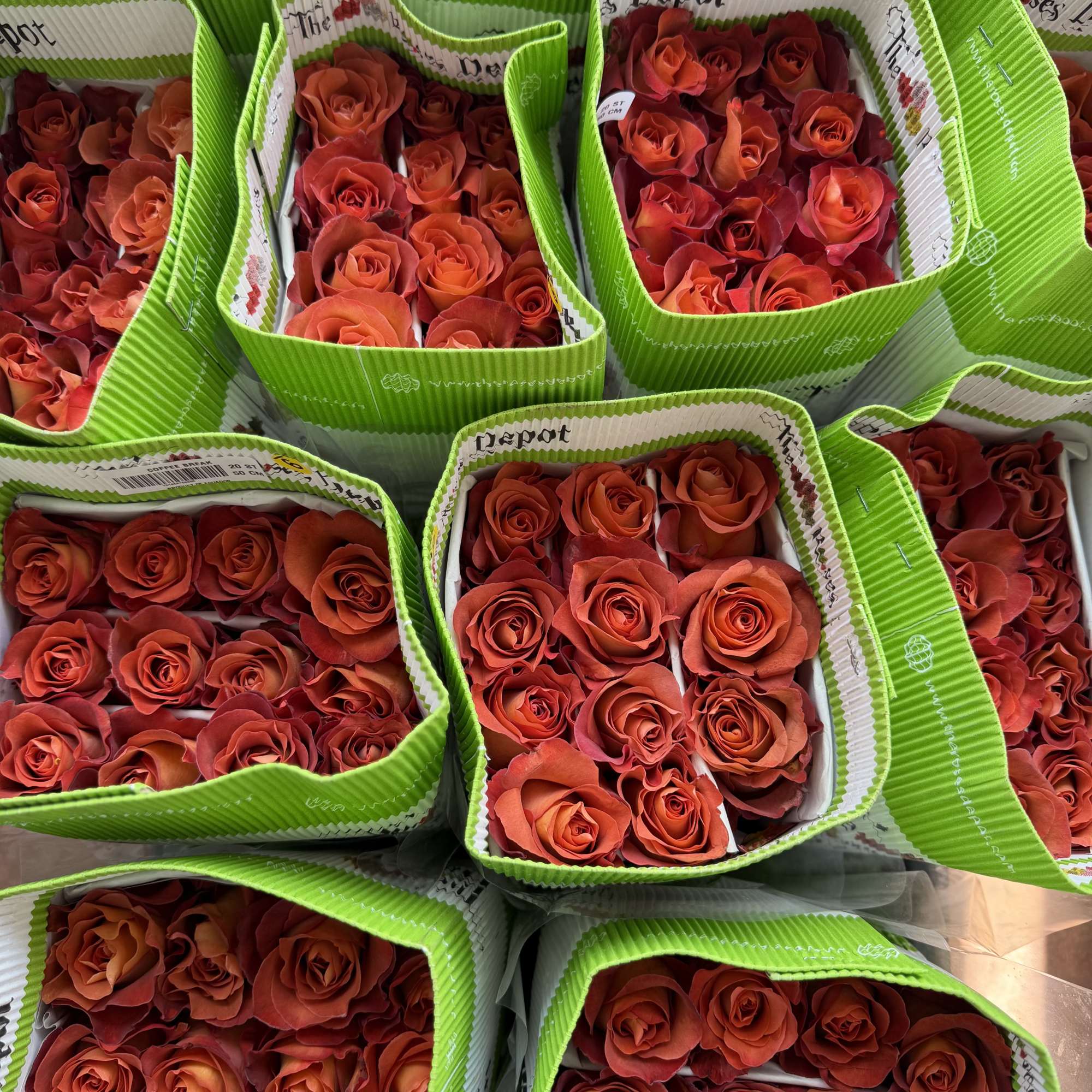 20 Premium Roses, Handpicked and Imported Directly from Ecuador, photo 2 of 2