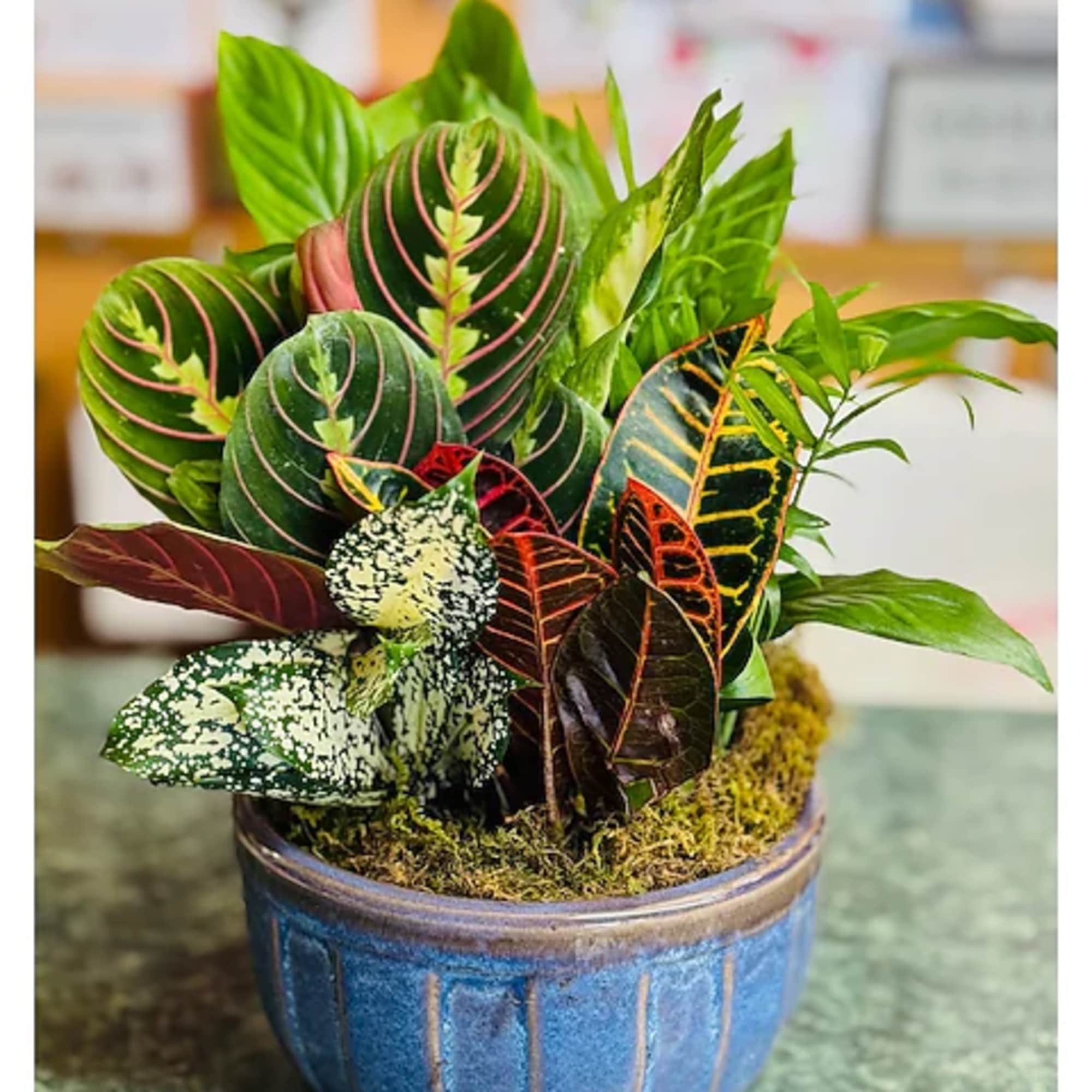 Potted croton plant in a blue ceramic bowl