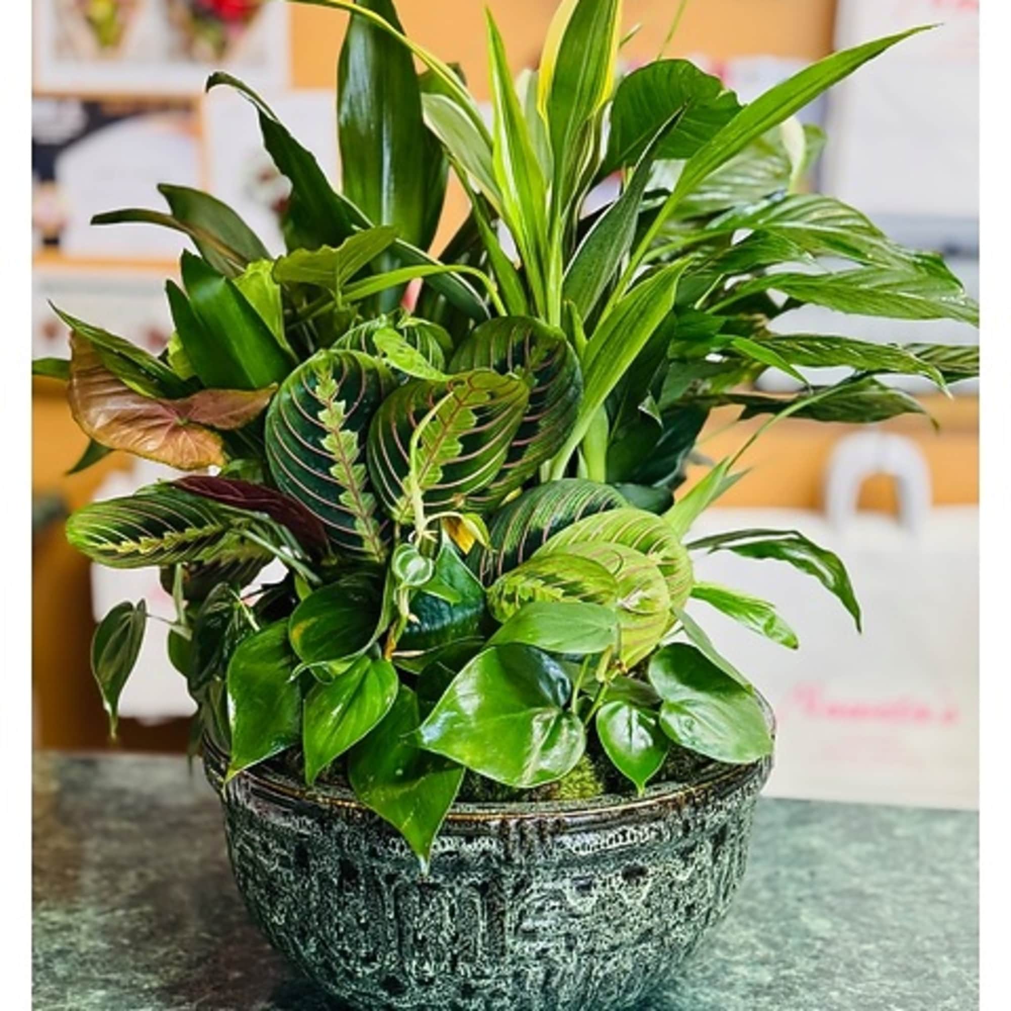 Potted arrangement of assorted green houseplants in a textured ceramic bowl