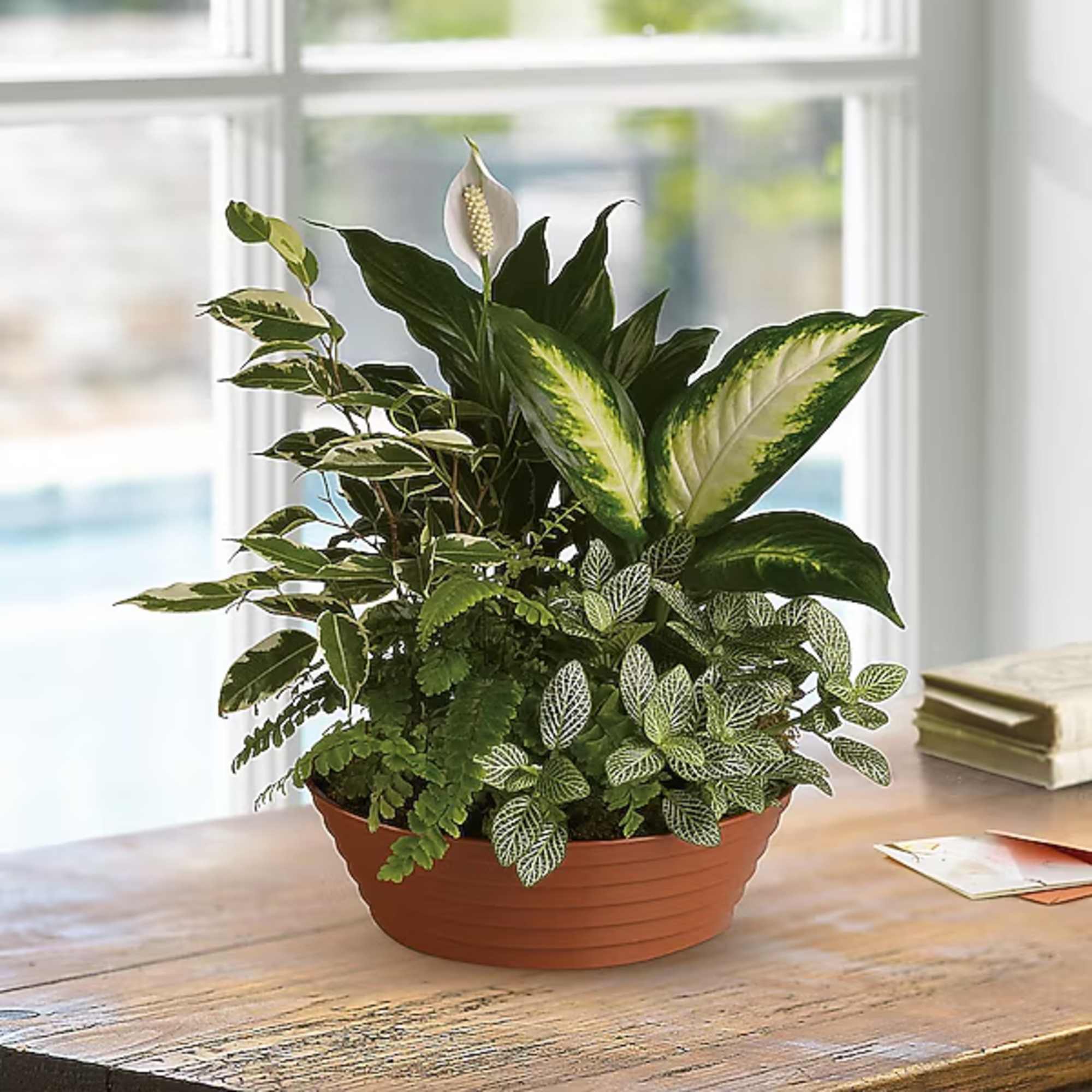 Mixed green houseplant arrangement in a terracotta bowl with a white bloom