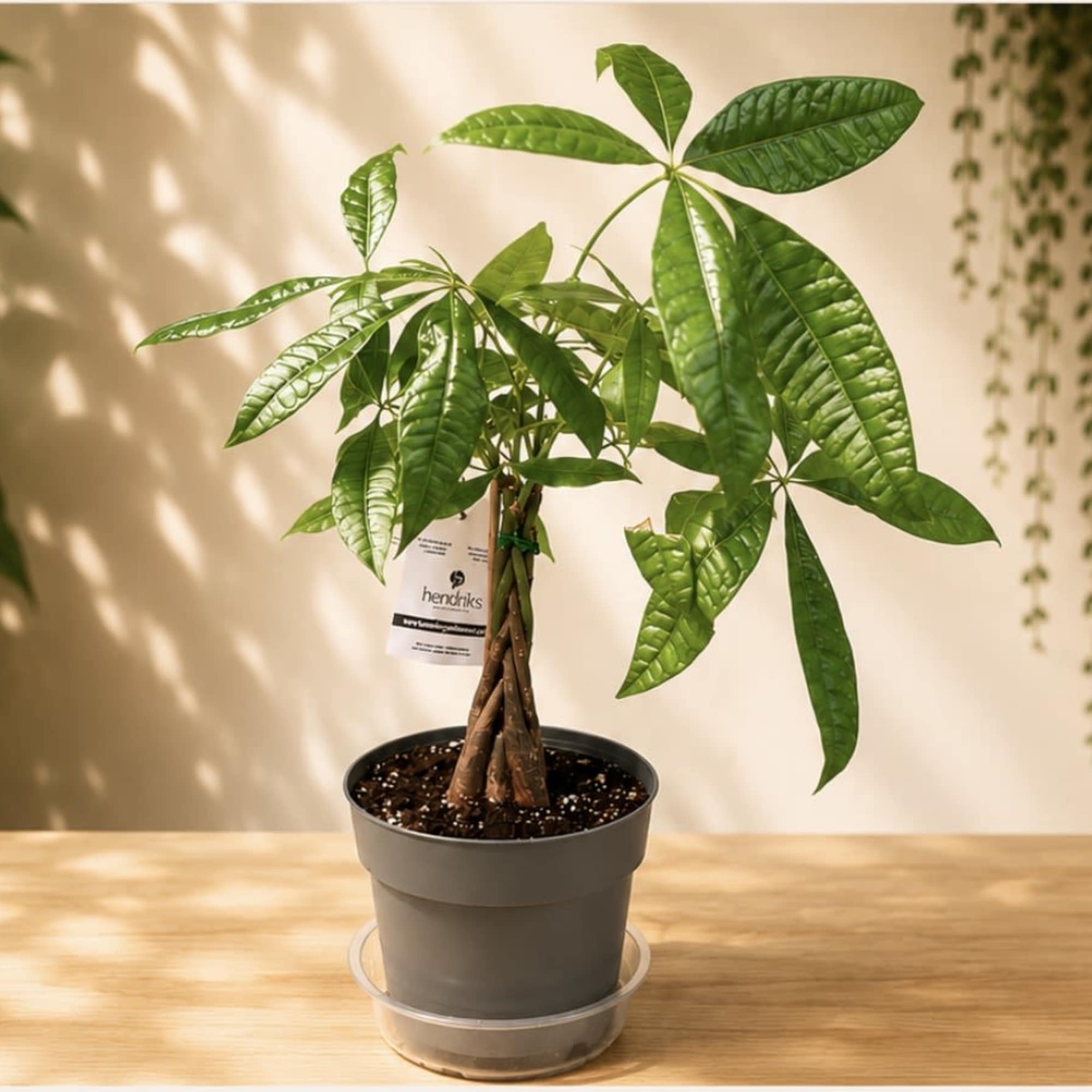A beautiful Money Tree featuring a braided trunk and lush, glossy green