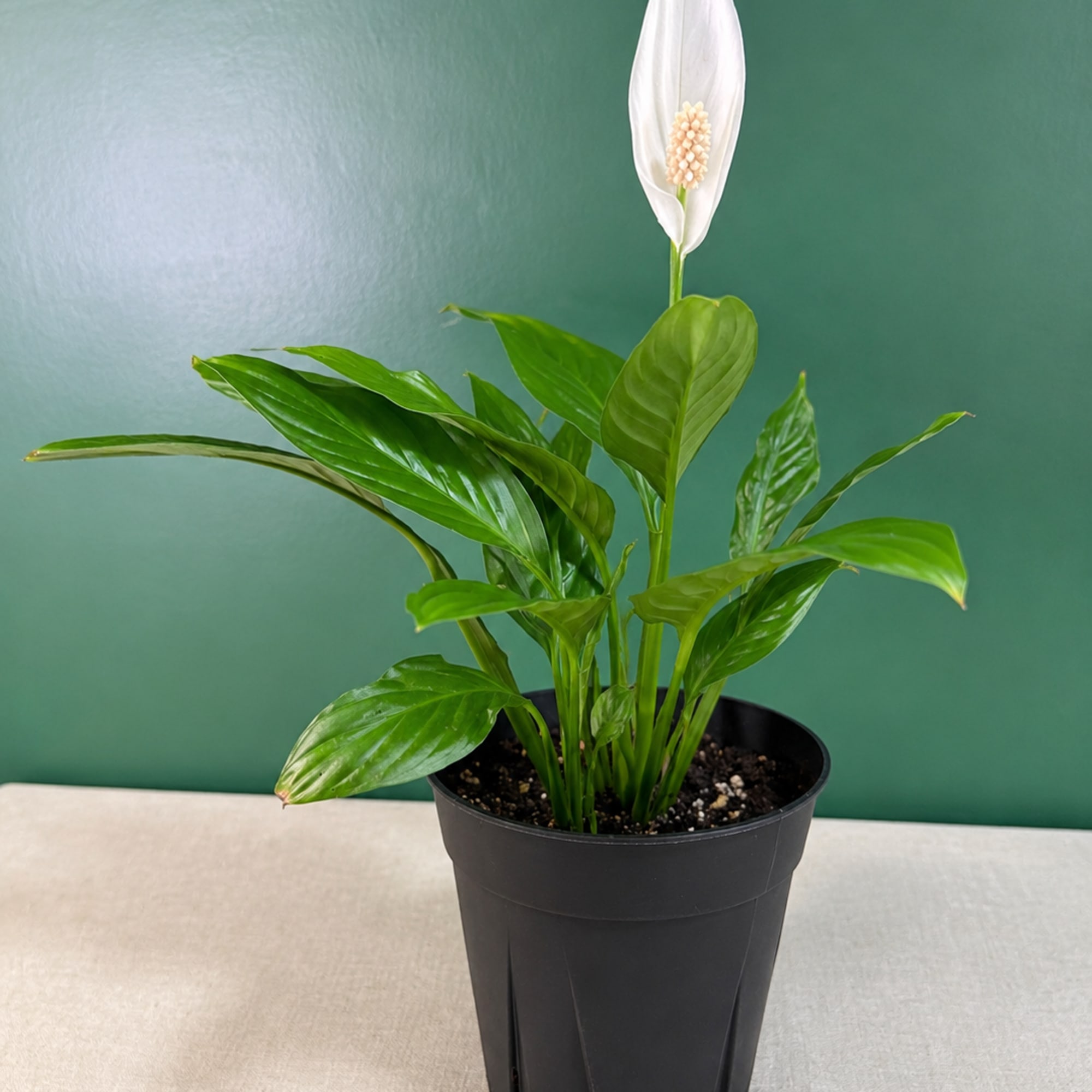 Potted peace lily plant with a white bloom in a black nursery pot