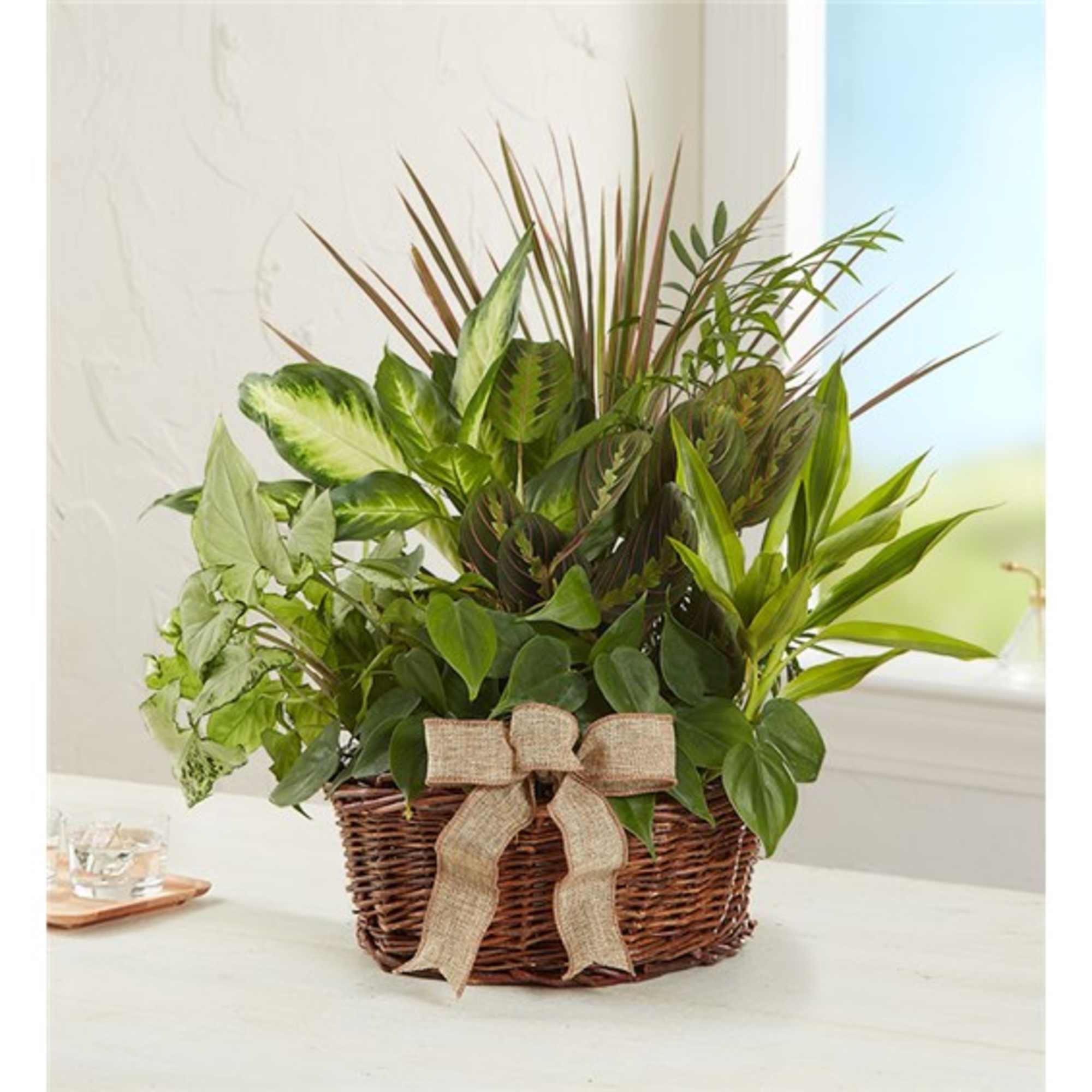 Mixed green houseplants in a wicker basket with a burlap bow