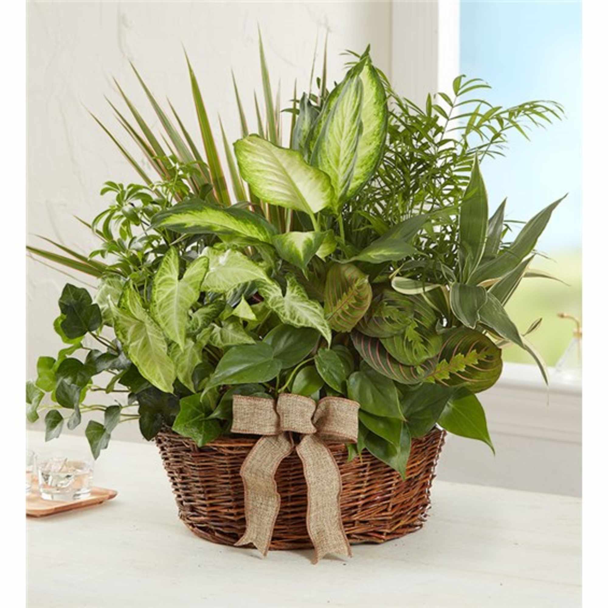 Mixed green houseplants arranged in a wicker basket with a burlap bow