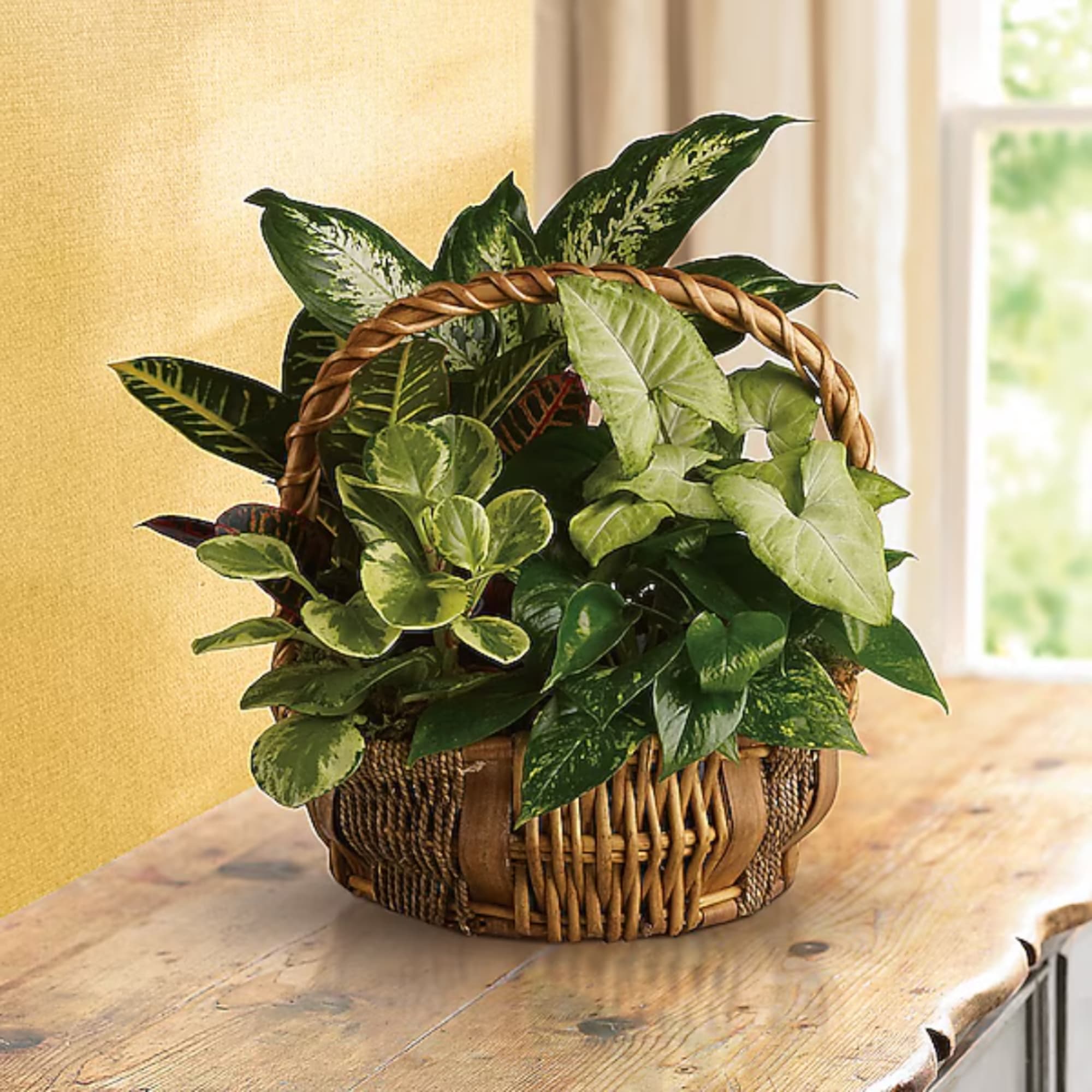 Basket of assorted green houseplants on a wooden table