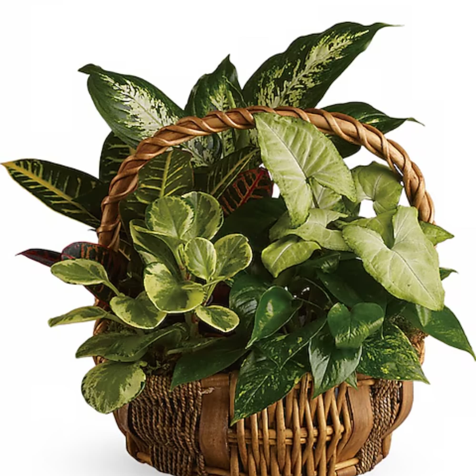 Basket of assorted green houseplants with a woven handle