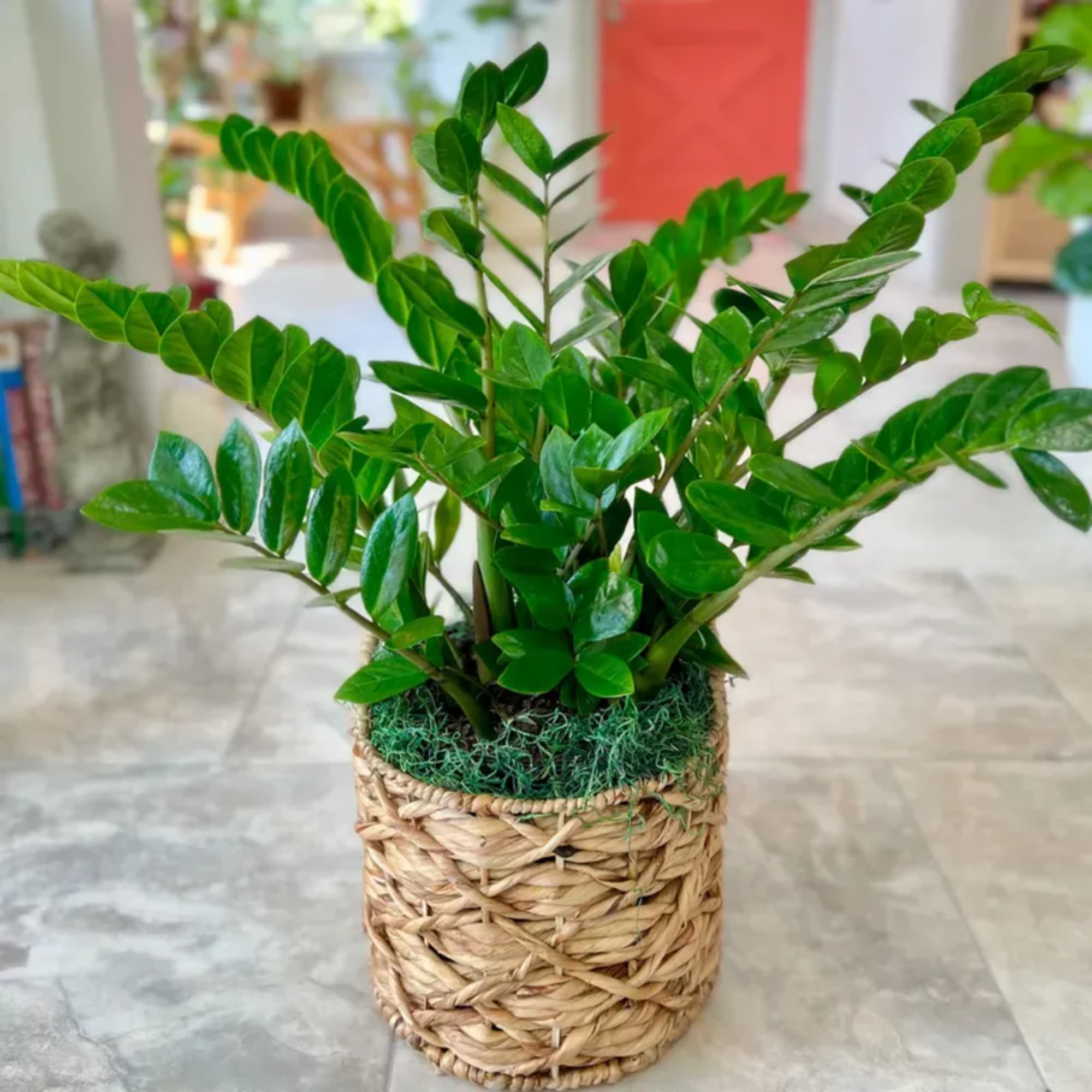 Potted green houseplant in a woven basket planter