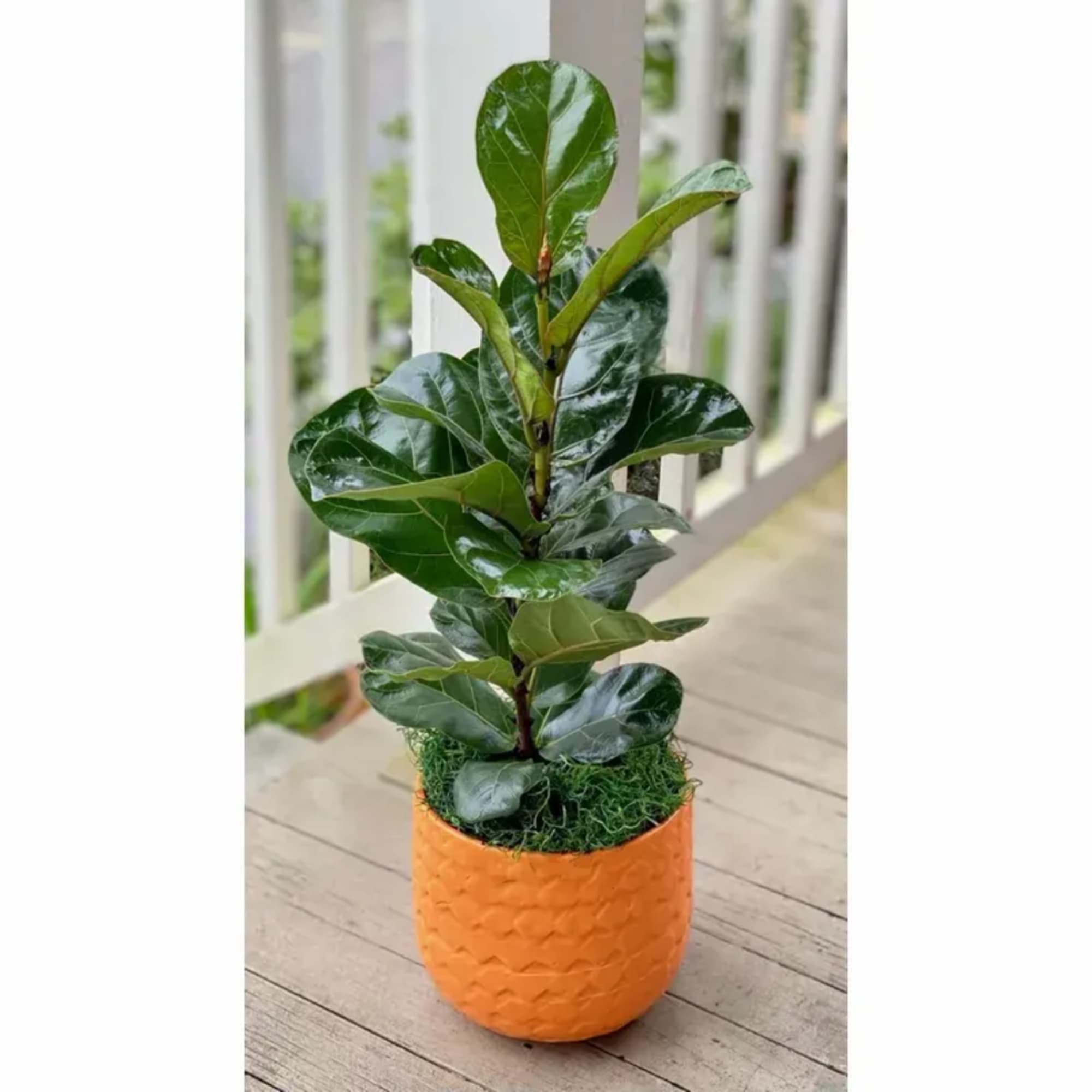 Potted green plant in an orange textured container