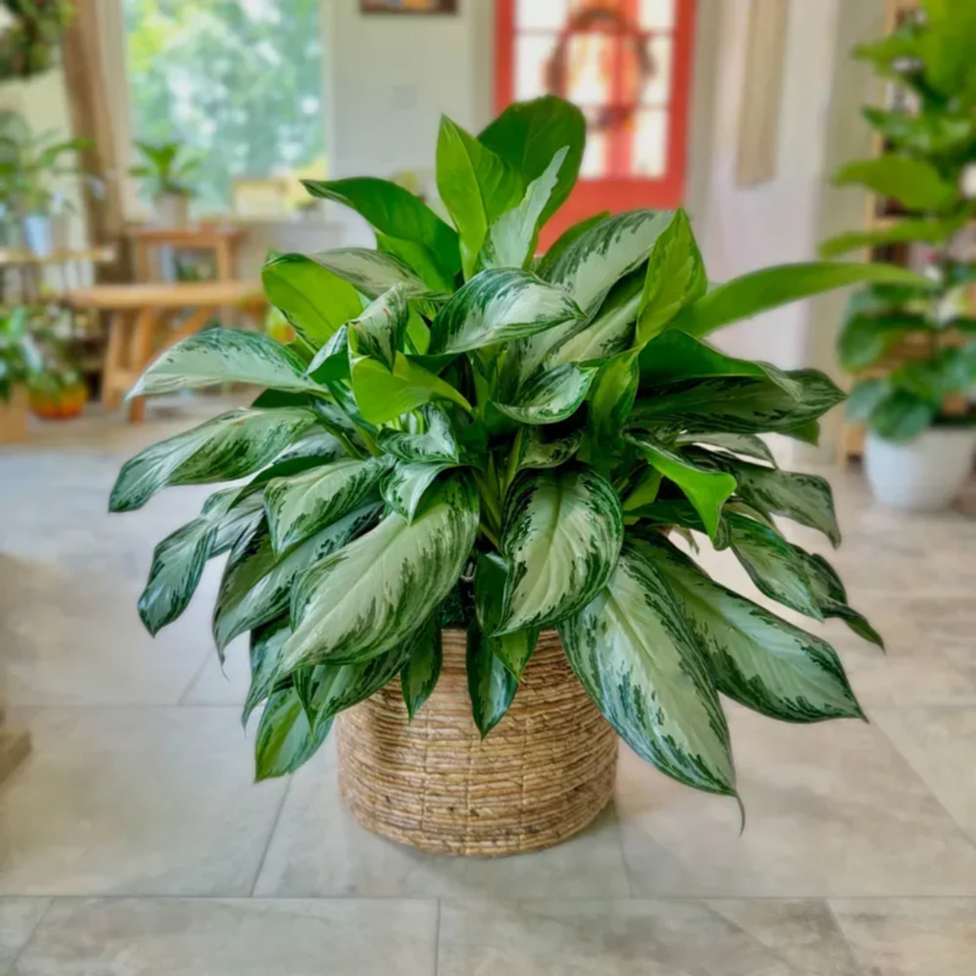 Potted green houseplant with variegated leaves in a woven basket
