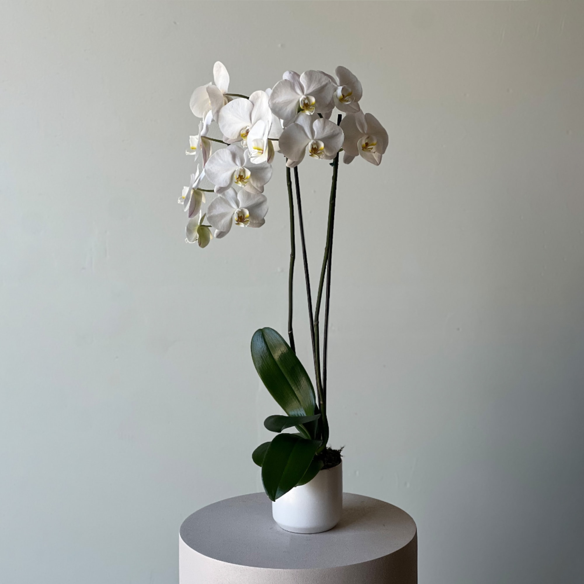 White orchid plant in a small white pot on a round pedestal