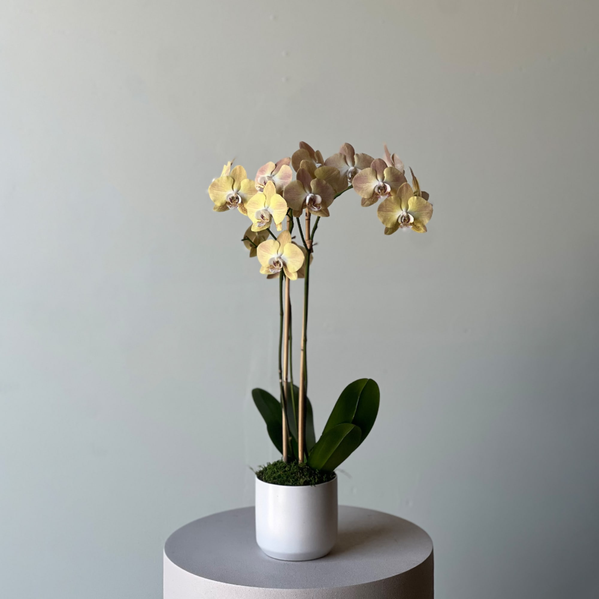 Potted orchid arrangement with pale yellow blooms in a white pot