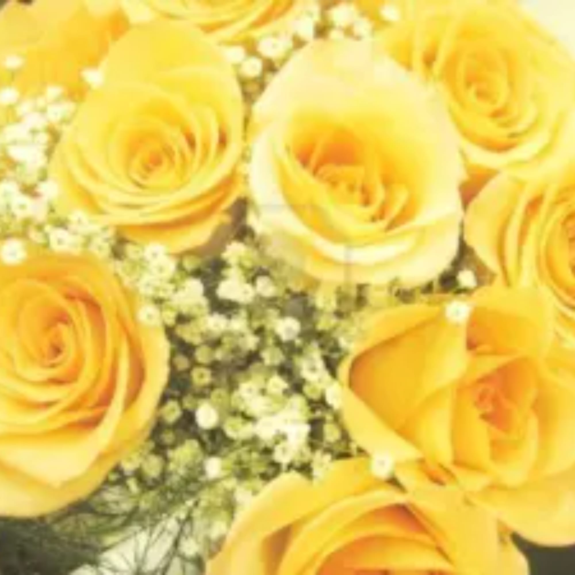 Yellow roses with baby's breath in a close-up bouquet