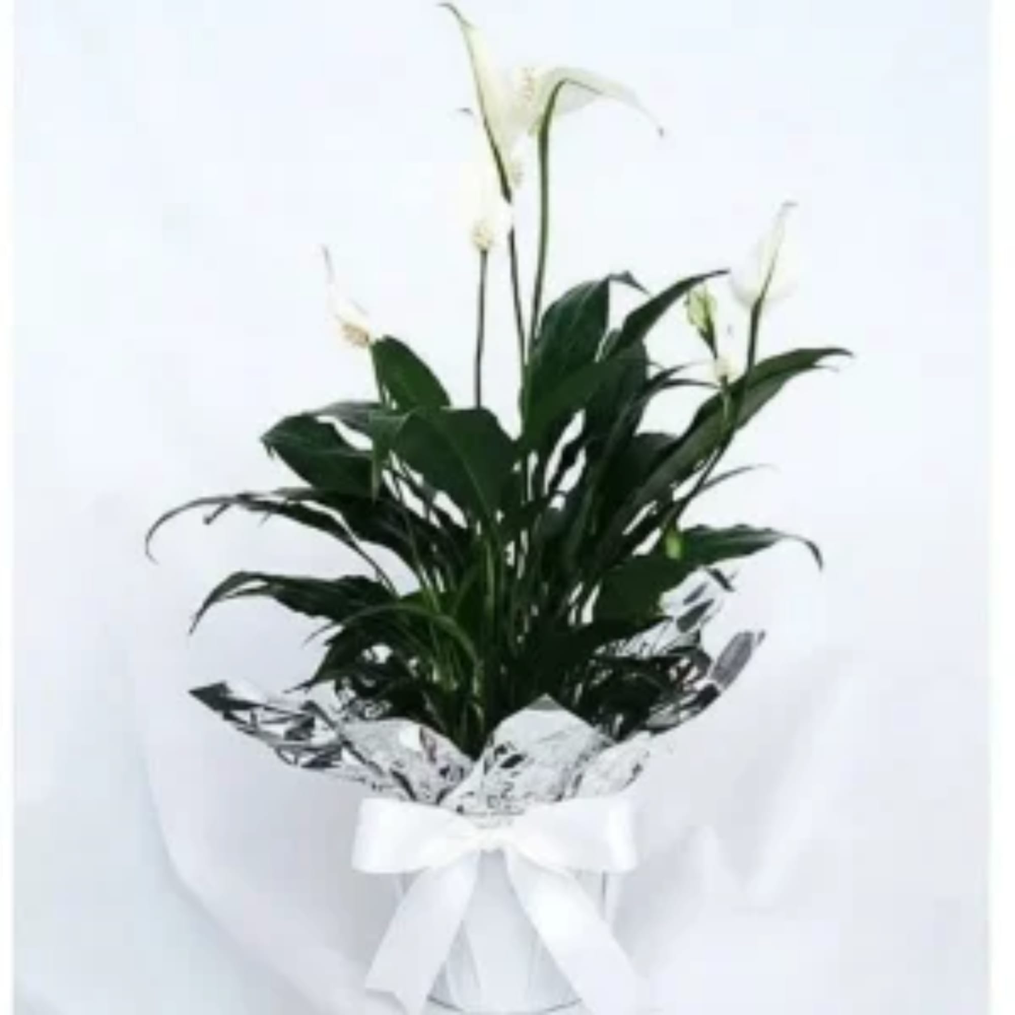 White peace lily plant in a wrapped pot with a white bow