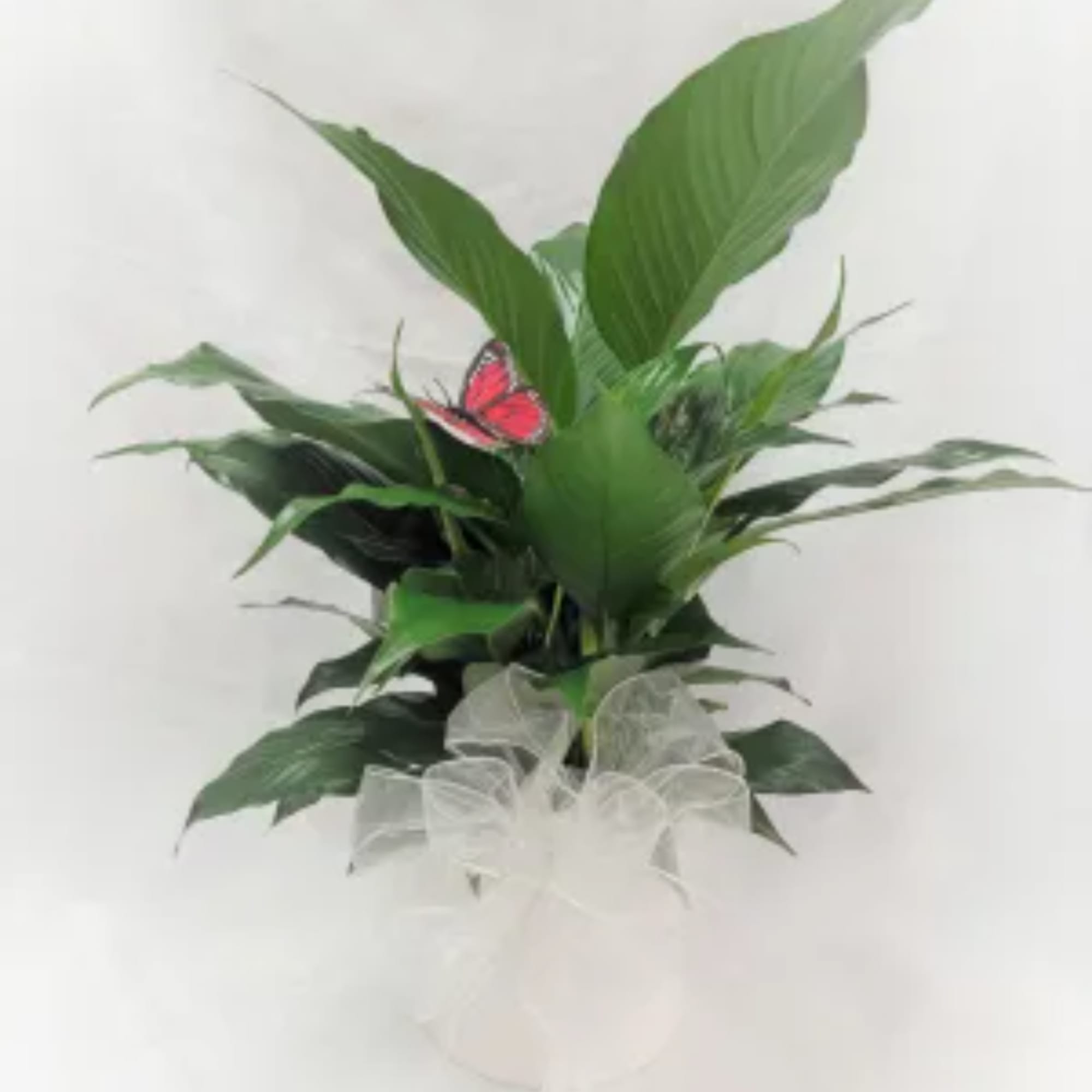 Potted green plant with a red butterfly accent