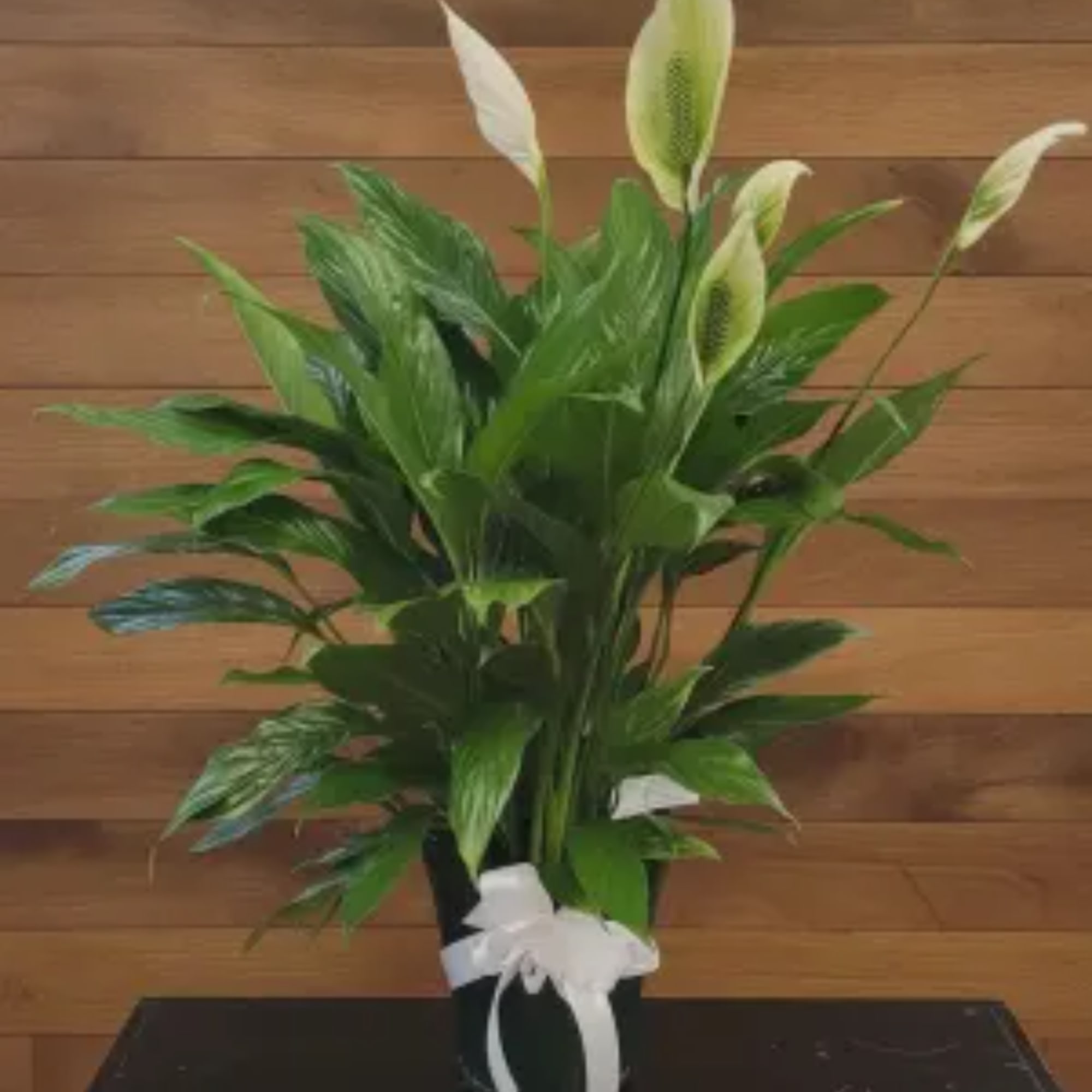 Potted peace lily with white blooms and a white ribbon