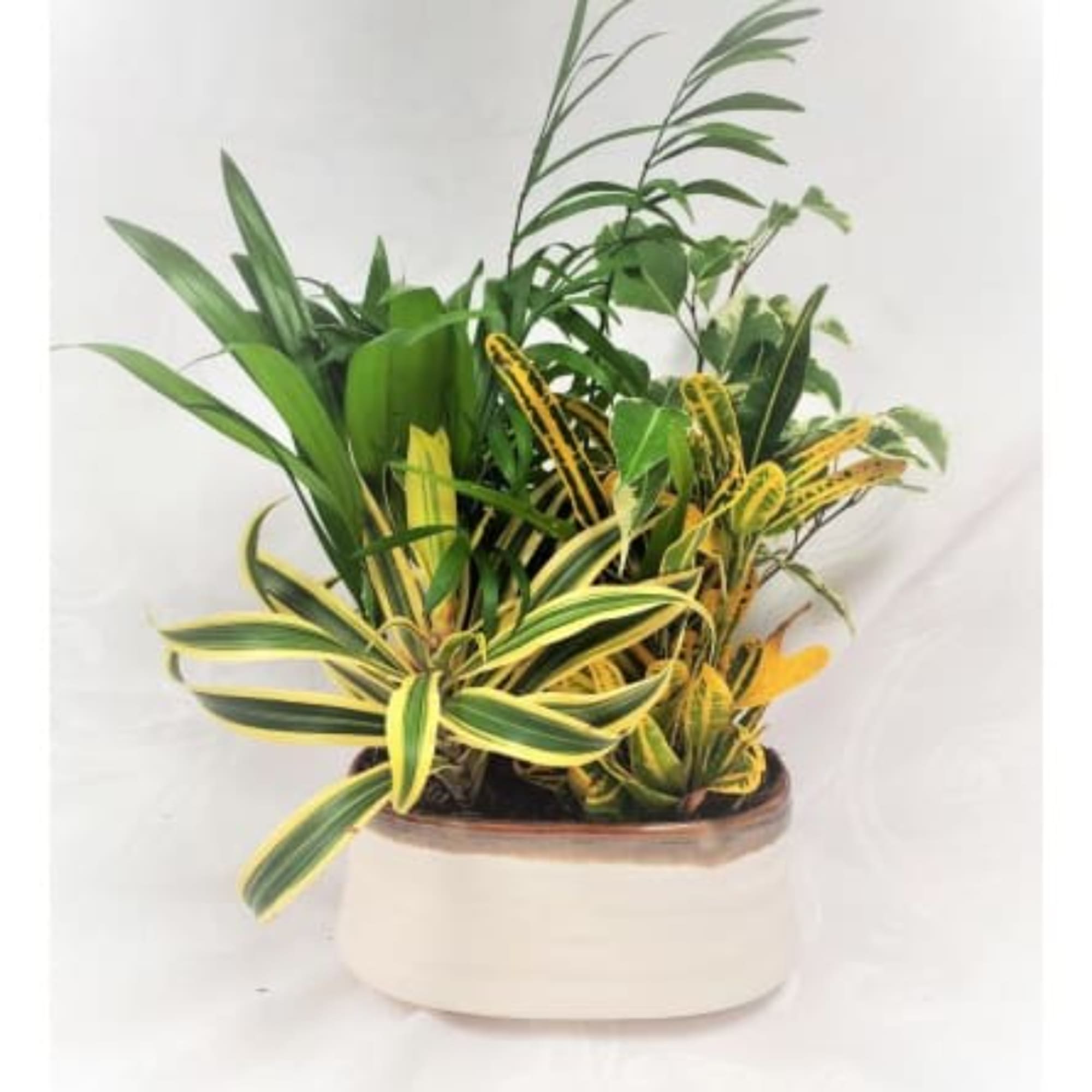 Potted tropical plant with variegated green and yellow leaves in a white planter