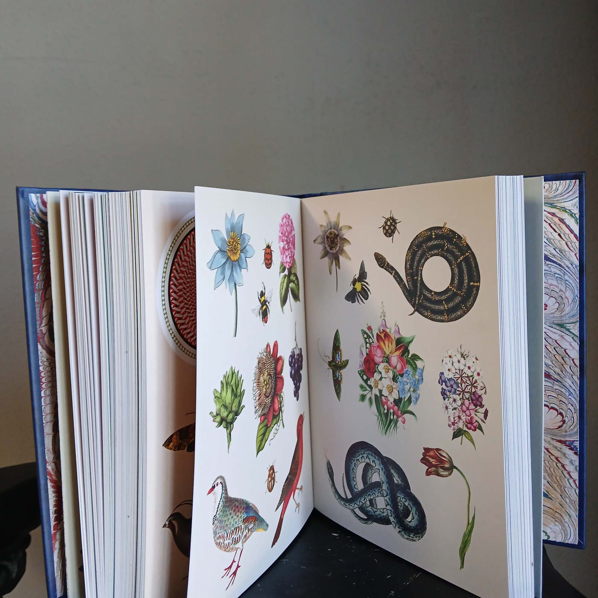 Open book with botanical illustrations of flowers, insects, birds, and snakes