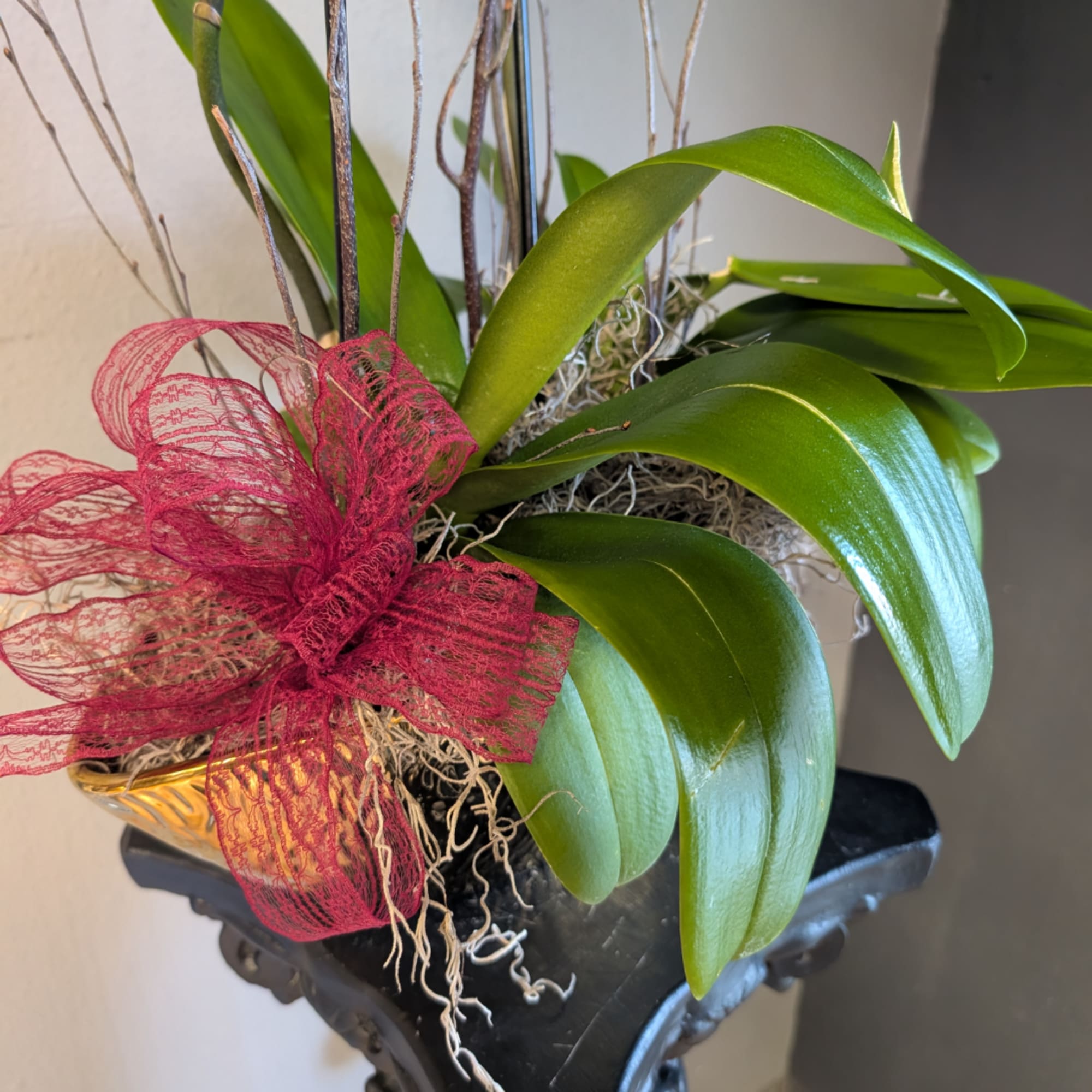 Potted orchid plant with broad green leaves and a red decorative bow